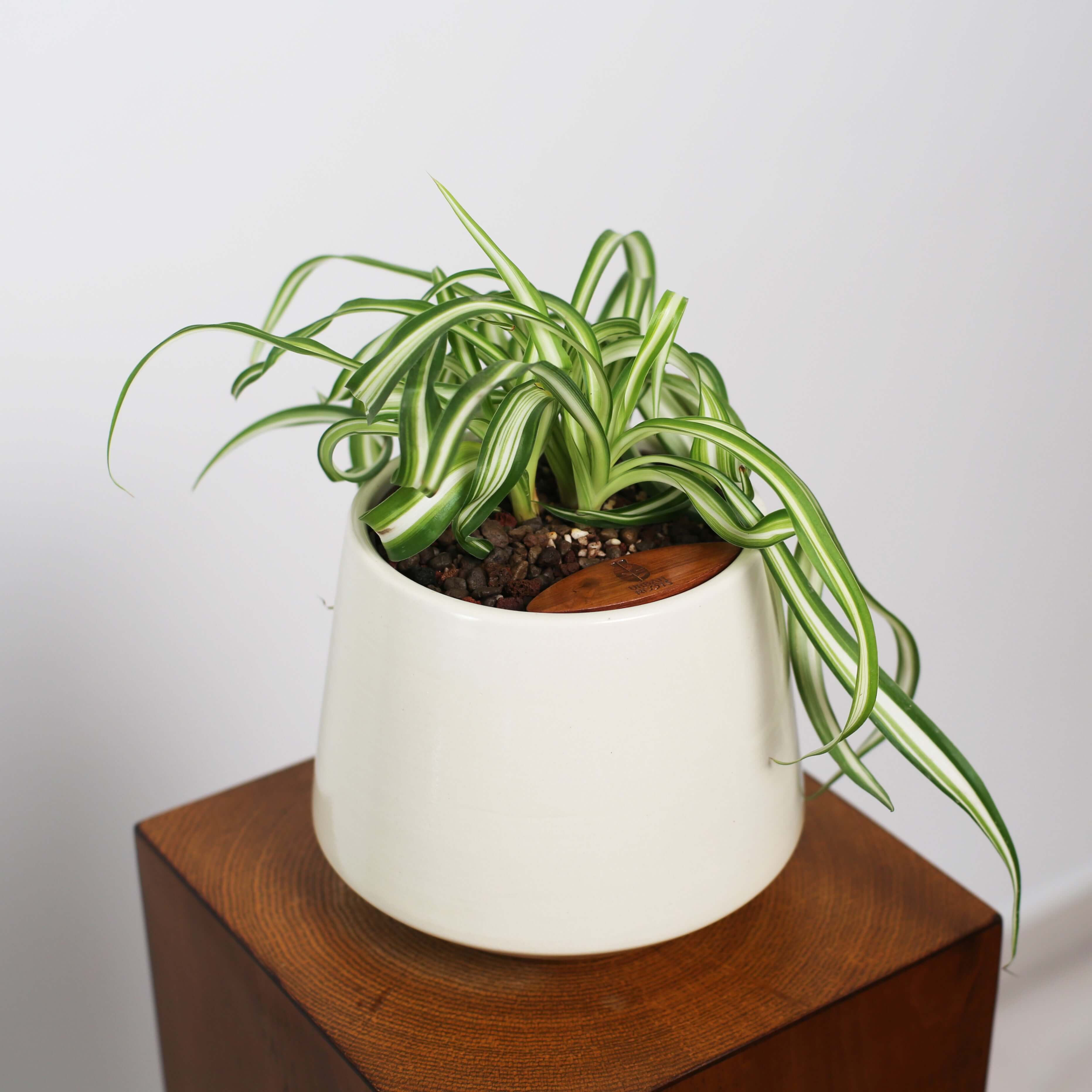 Bonnie Spider Plant in Toto pot (Chlorophytum comosum)
