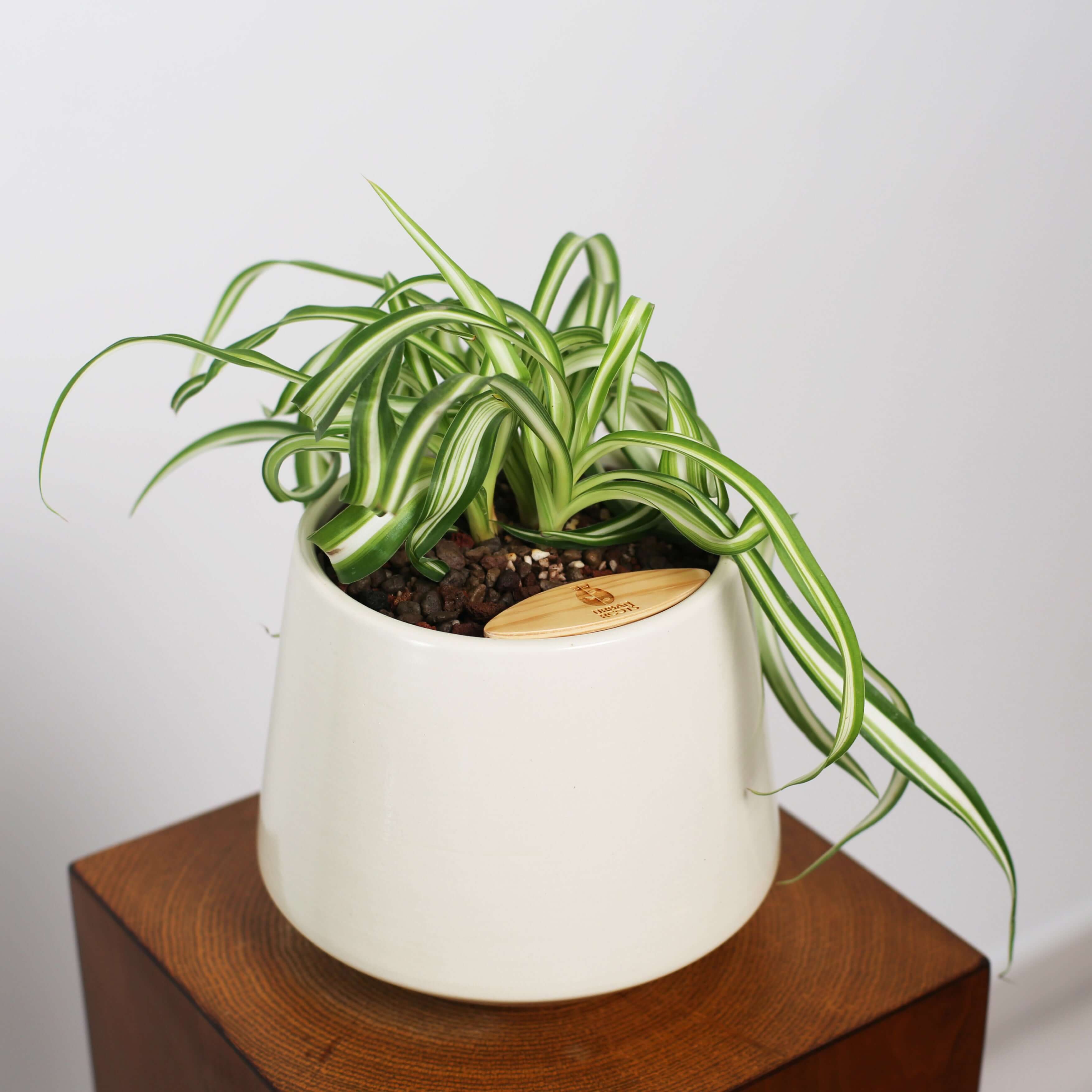Bonnie Spider Plant in Toto pot (Chlorophytum comosum)