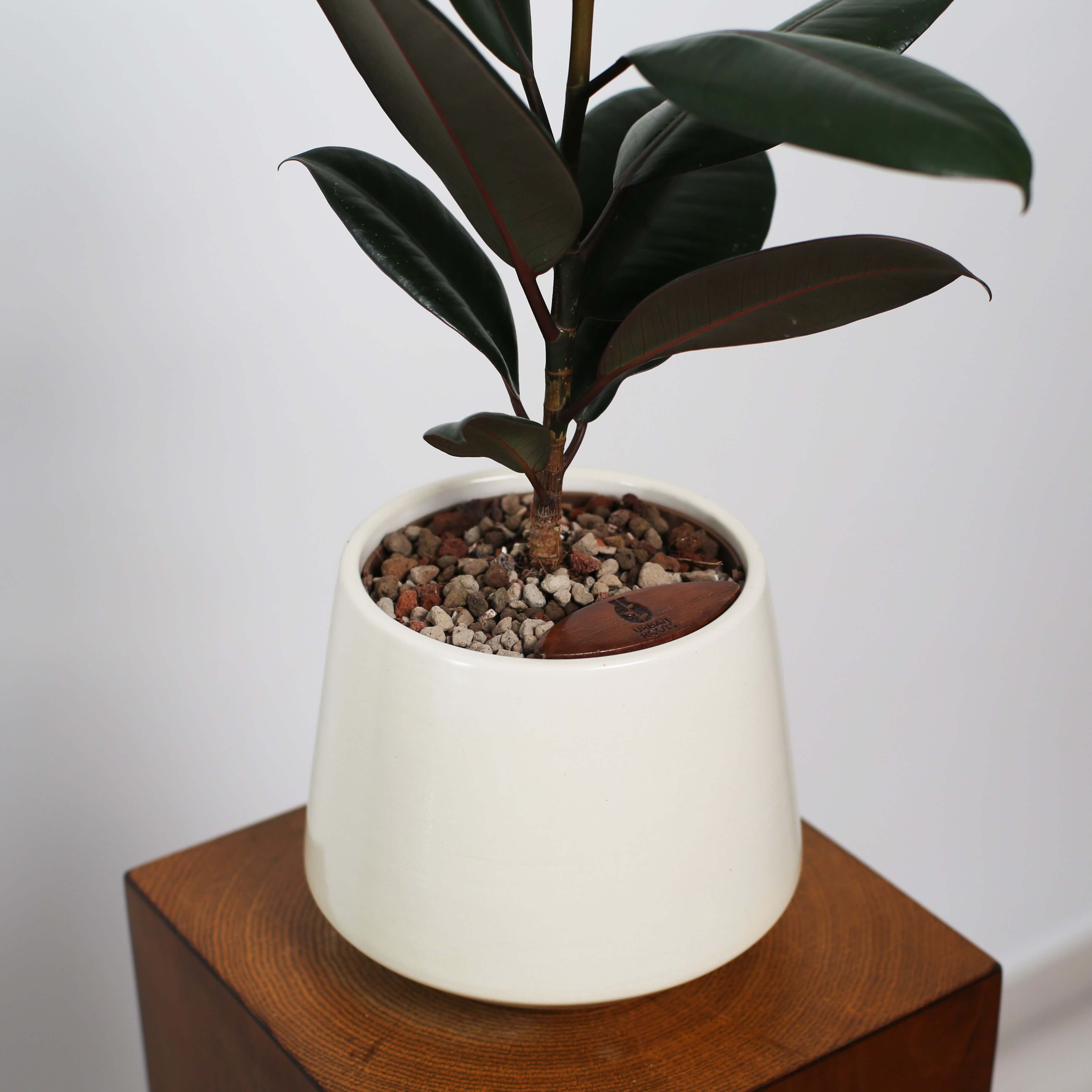 Rubber Fig in Toto pot (Ficus Elastica)