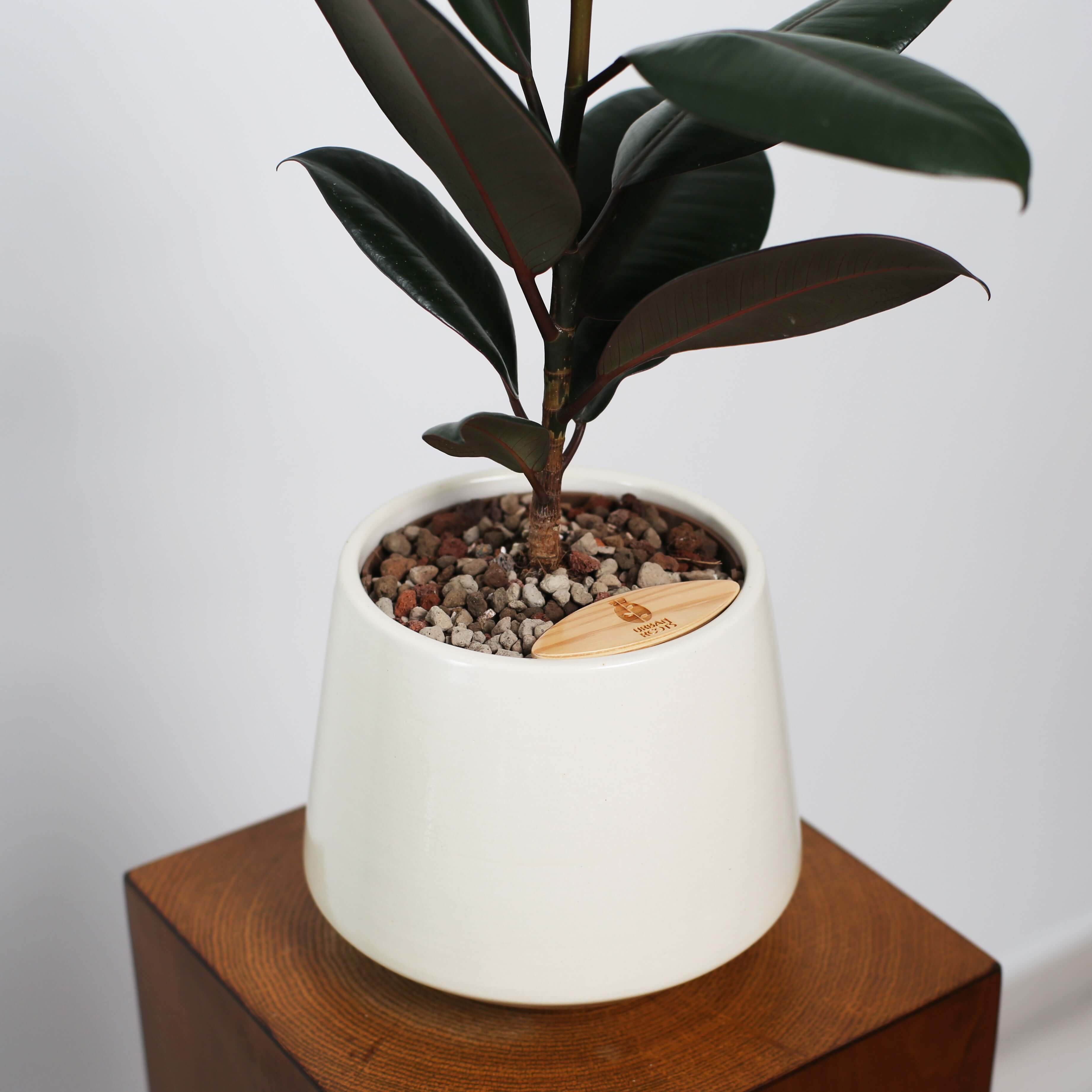 Rubber Fig in Toto pot (Ficus Elastica)