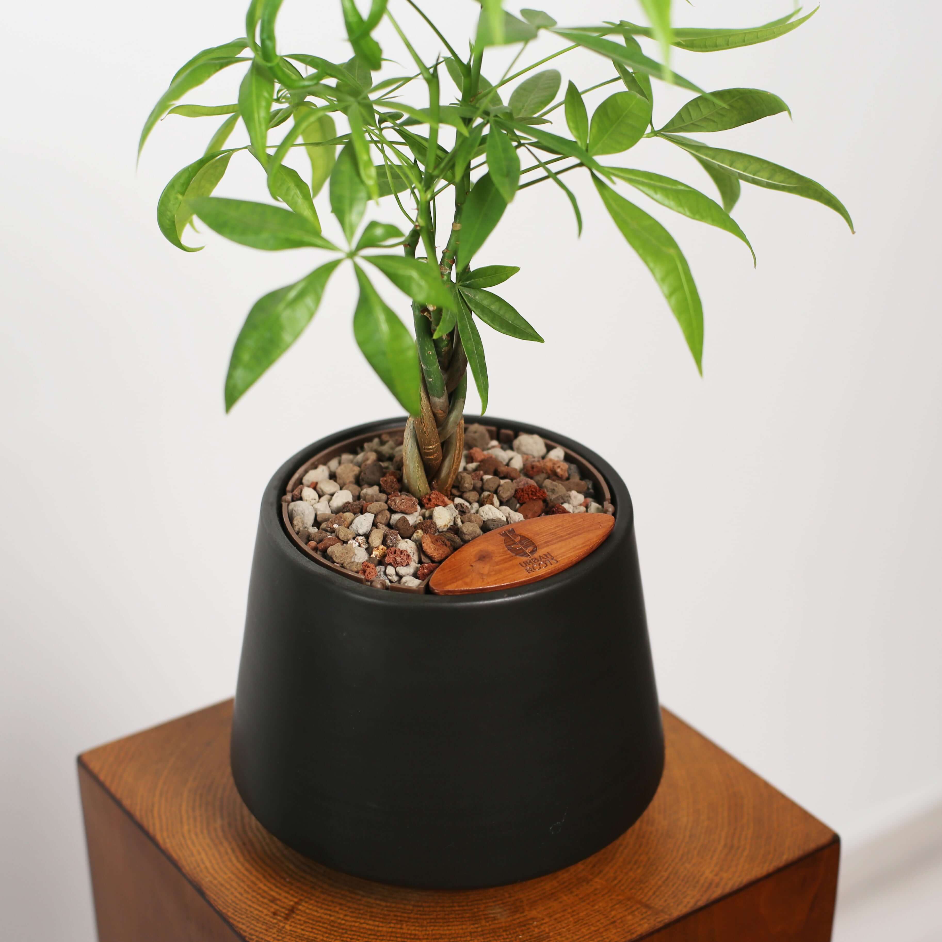Money Tree in Toto pot (Pachira Aquatica)
