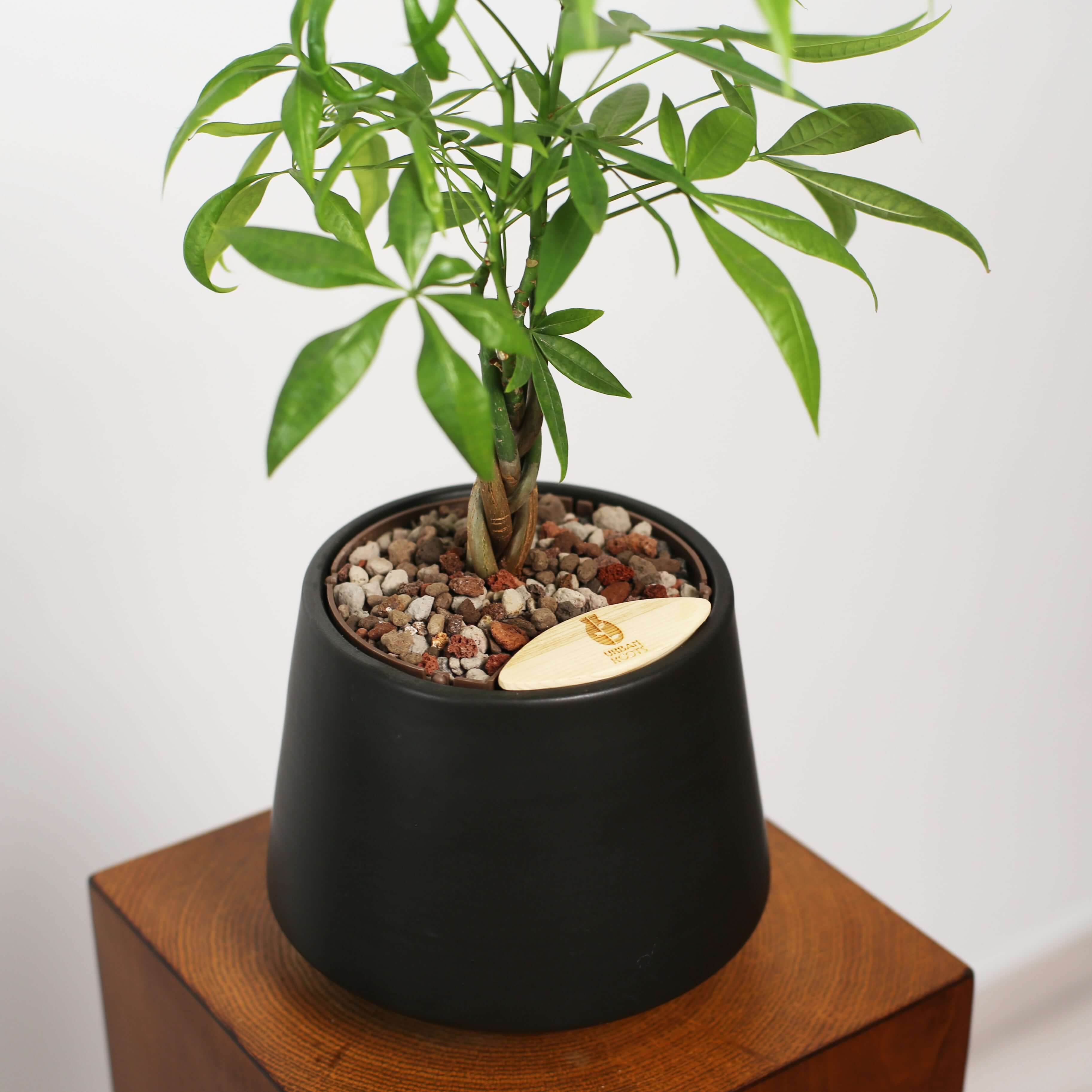 Money Tree in Toto pot (Pachira Aquatica)