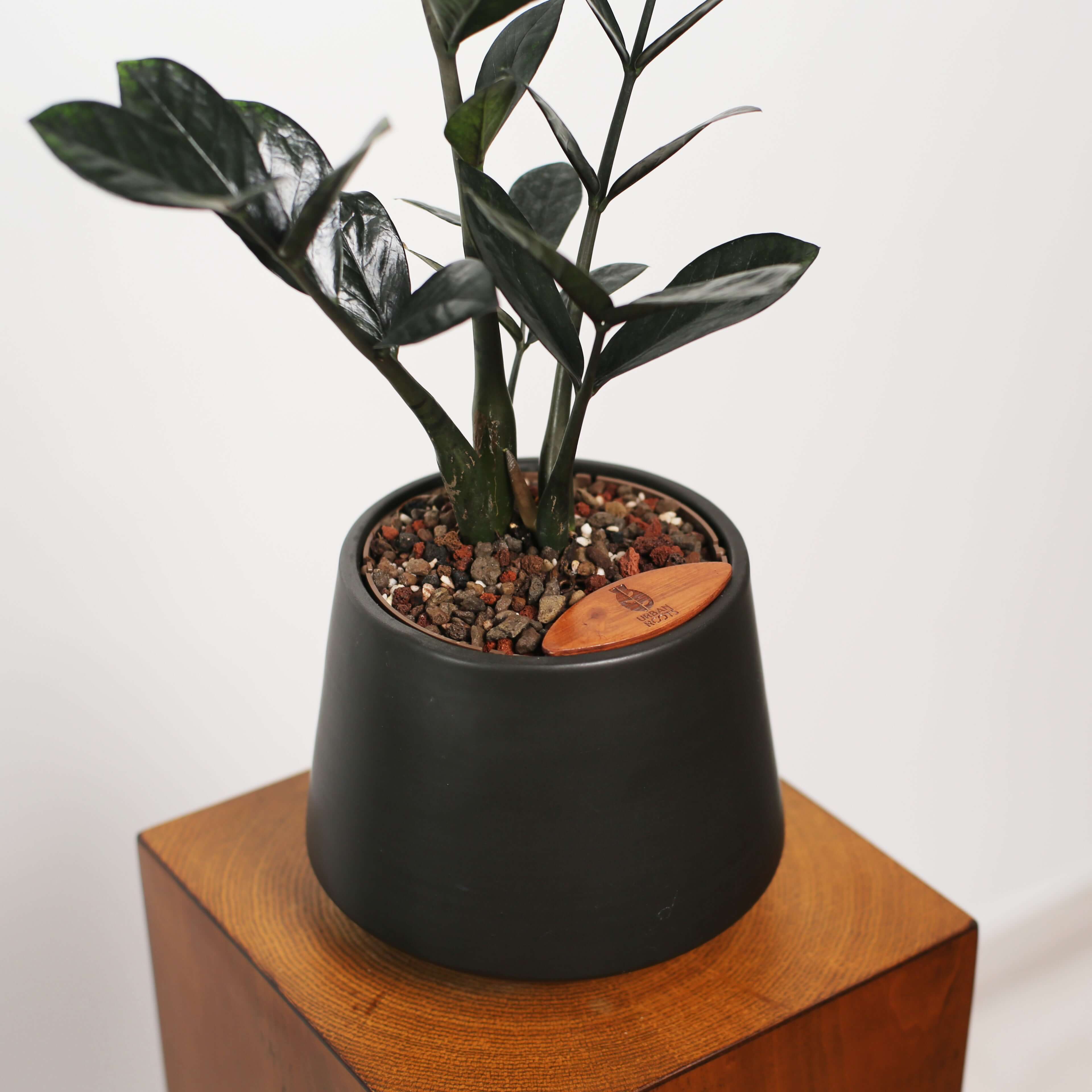 ZZ Plant in Toto pot