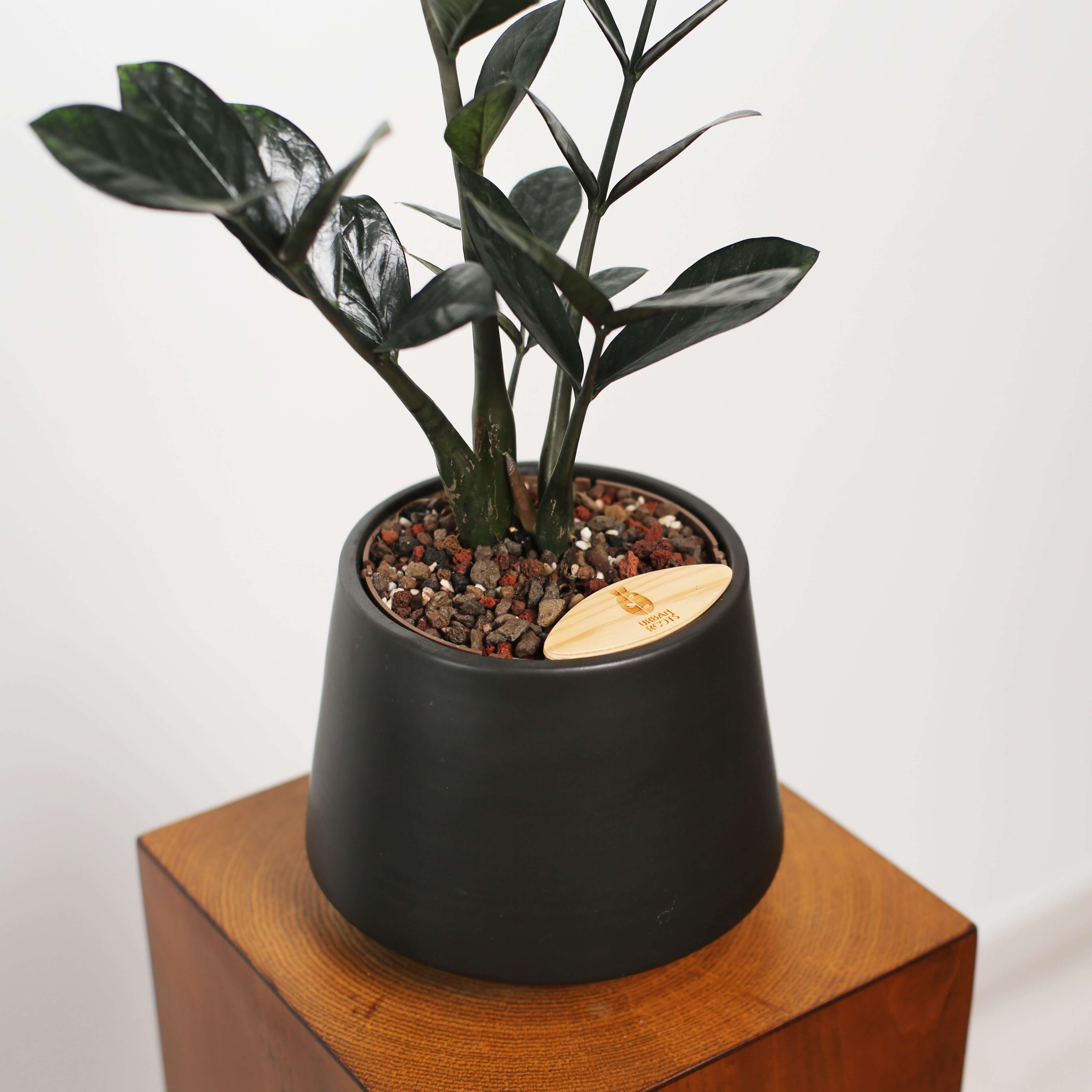 ZZ Plant in Toto pot