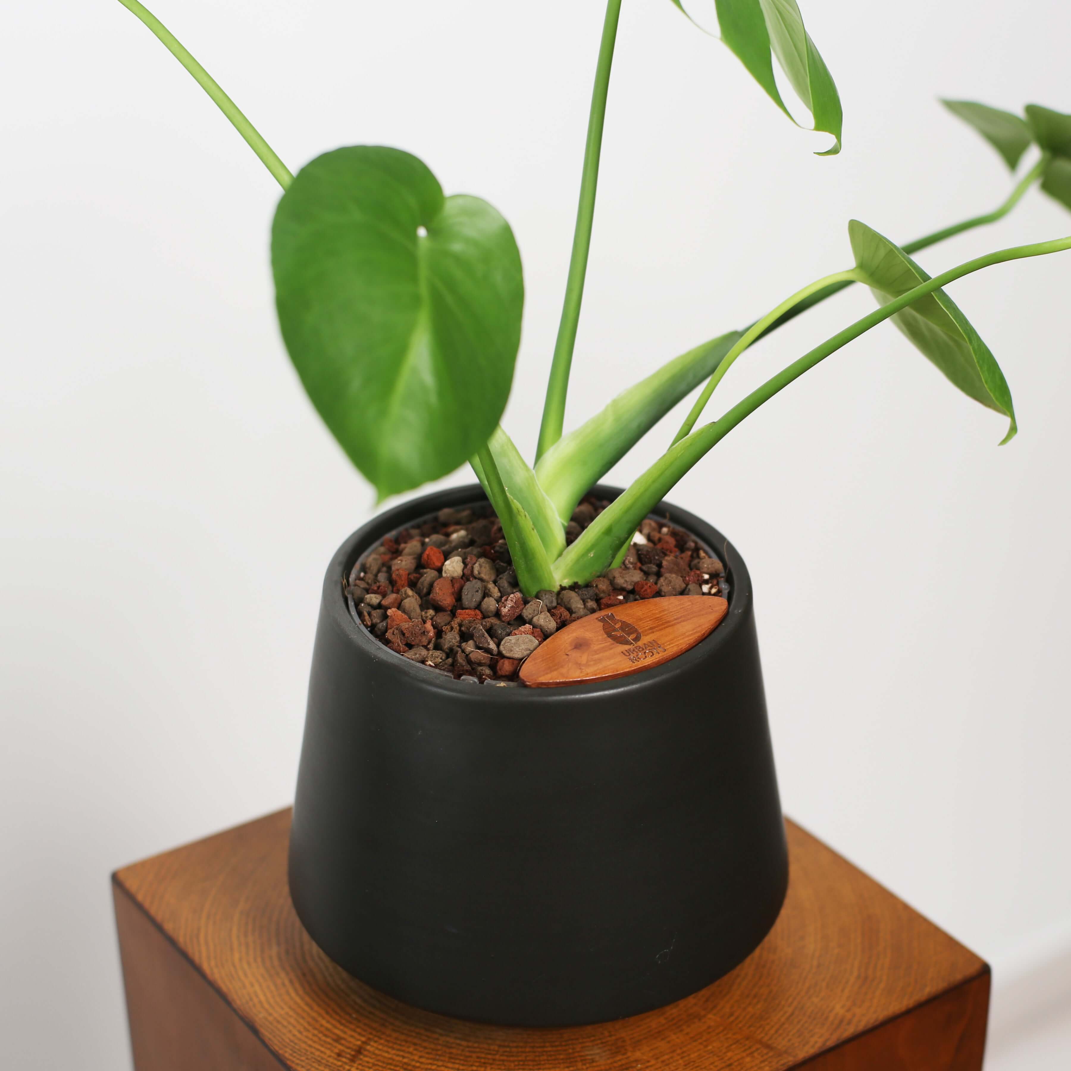 Monstera in Toto pot