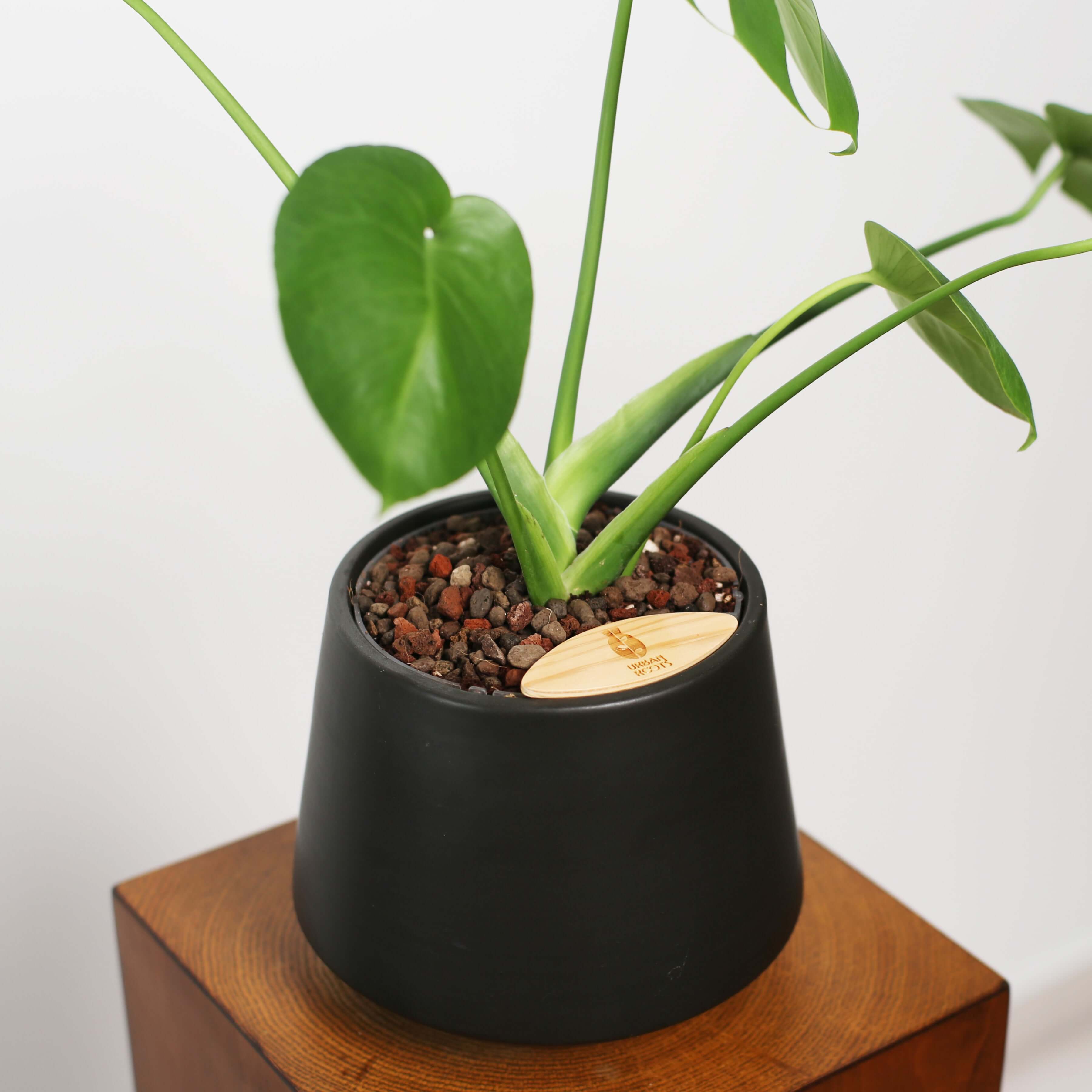 Monstera in Toto pot