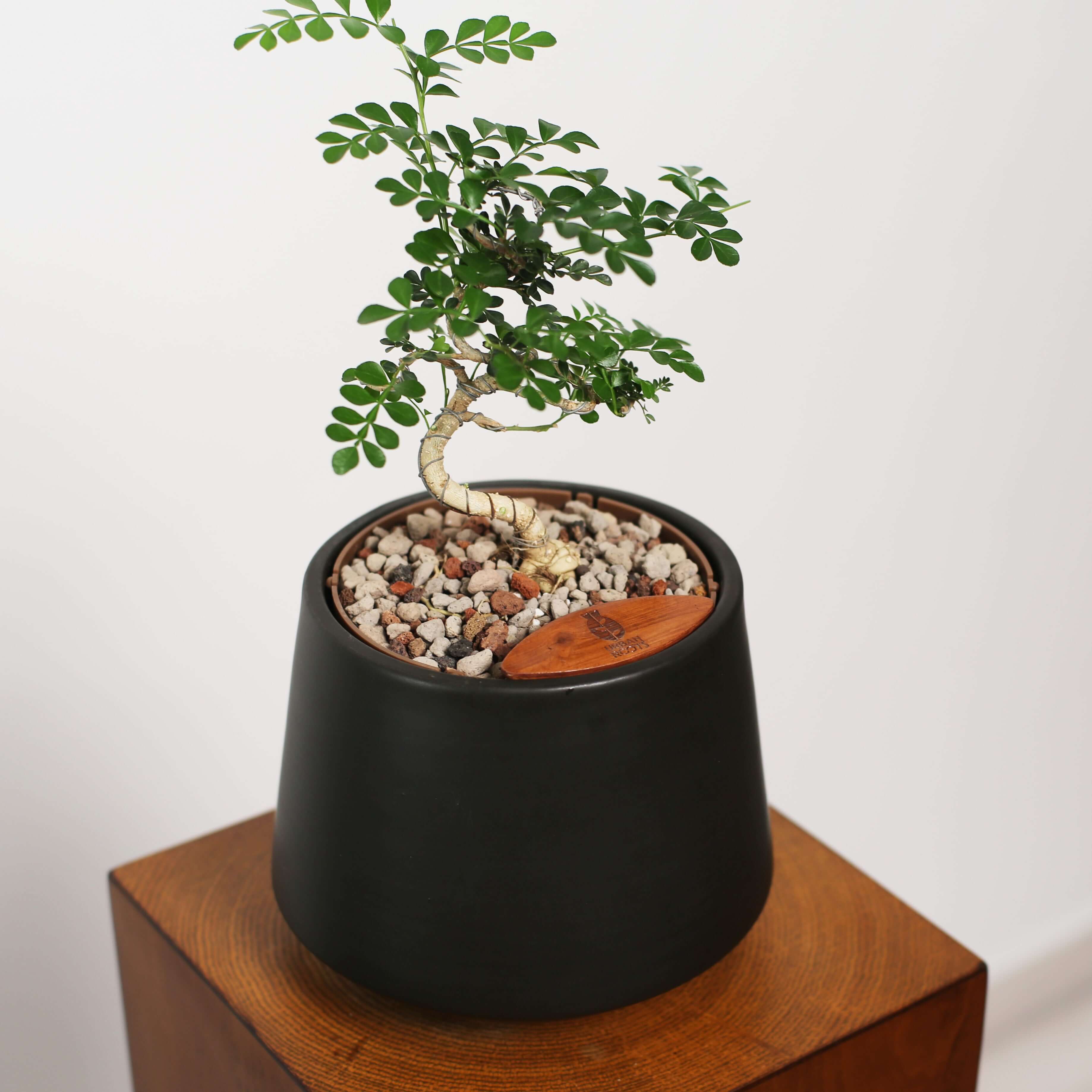 Bonsai in Toto pot (Feroniea Lucida Bonsai)