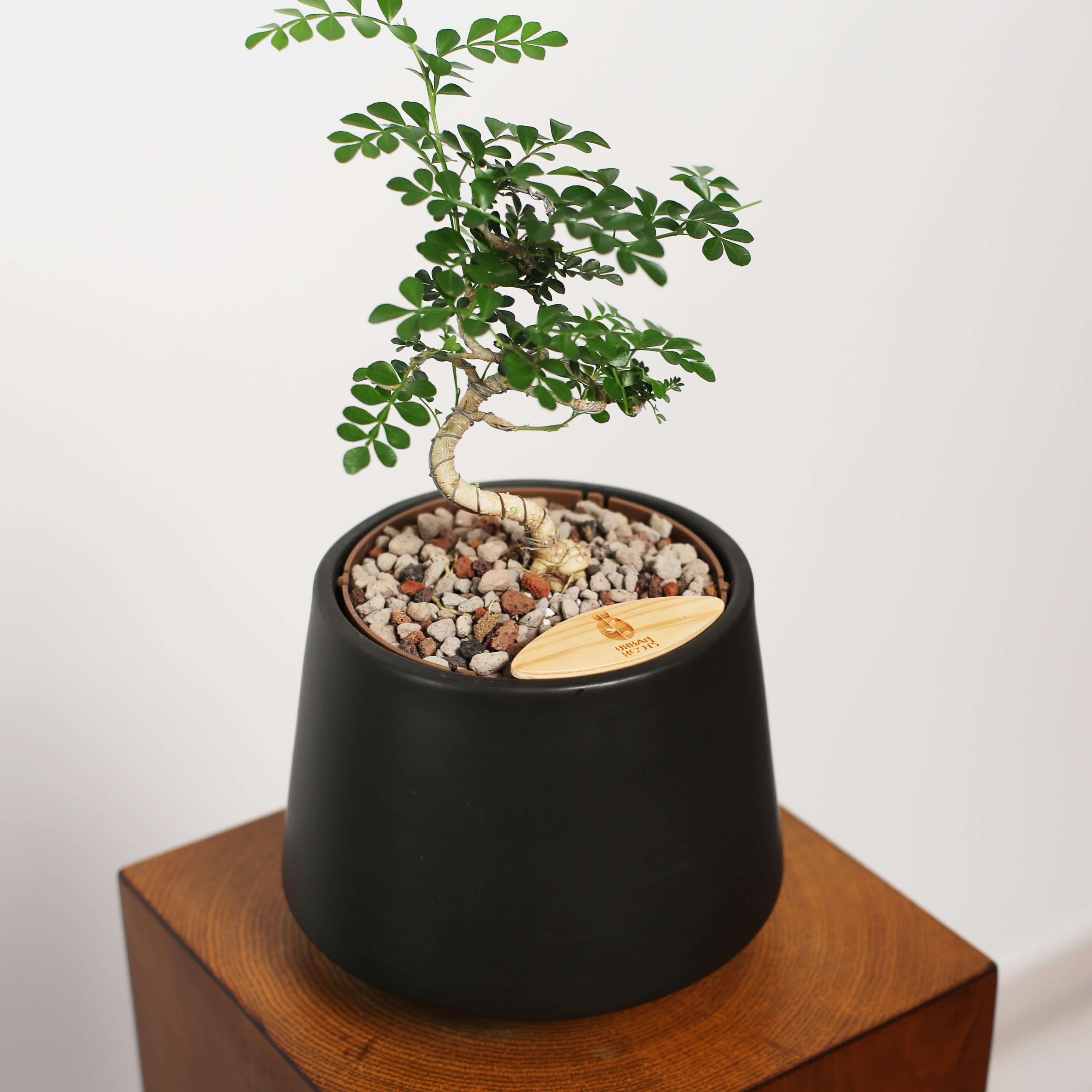 Bonsai in Toto pot (Feroniea Lucida Bonsai)