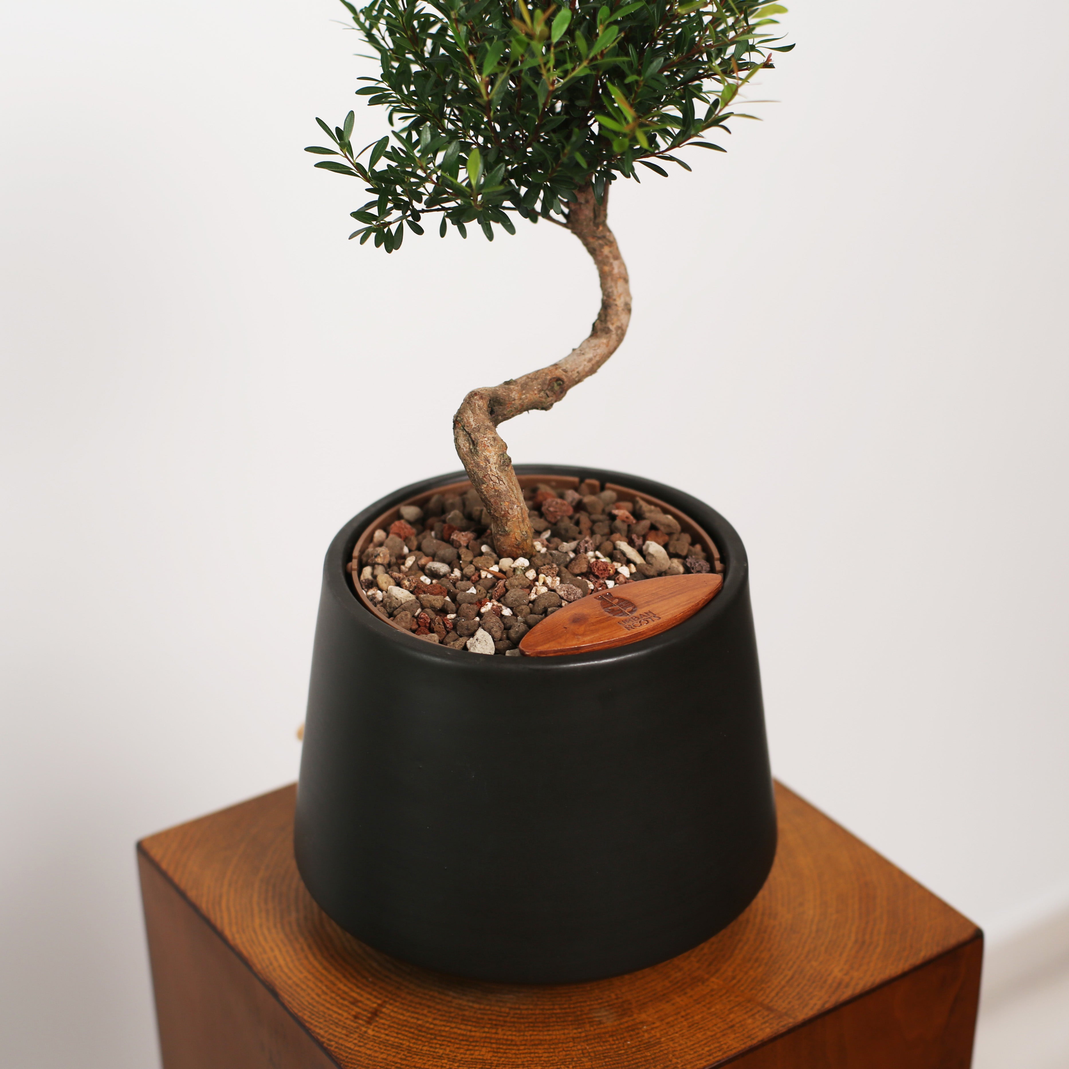 Bonsai in Toto pot (Syzygium buxifolium)