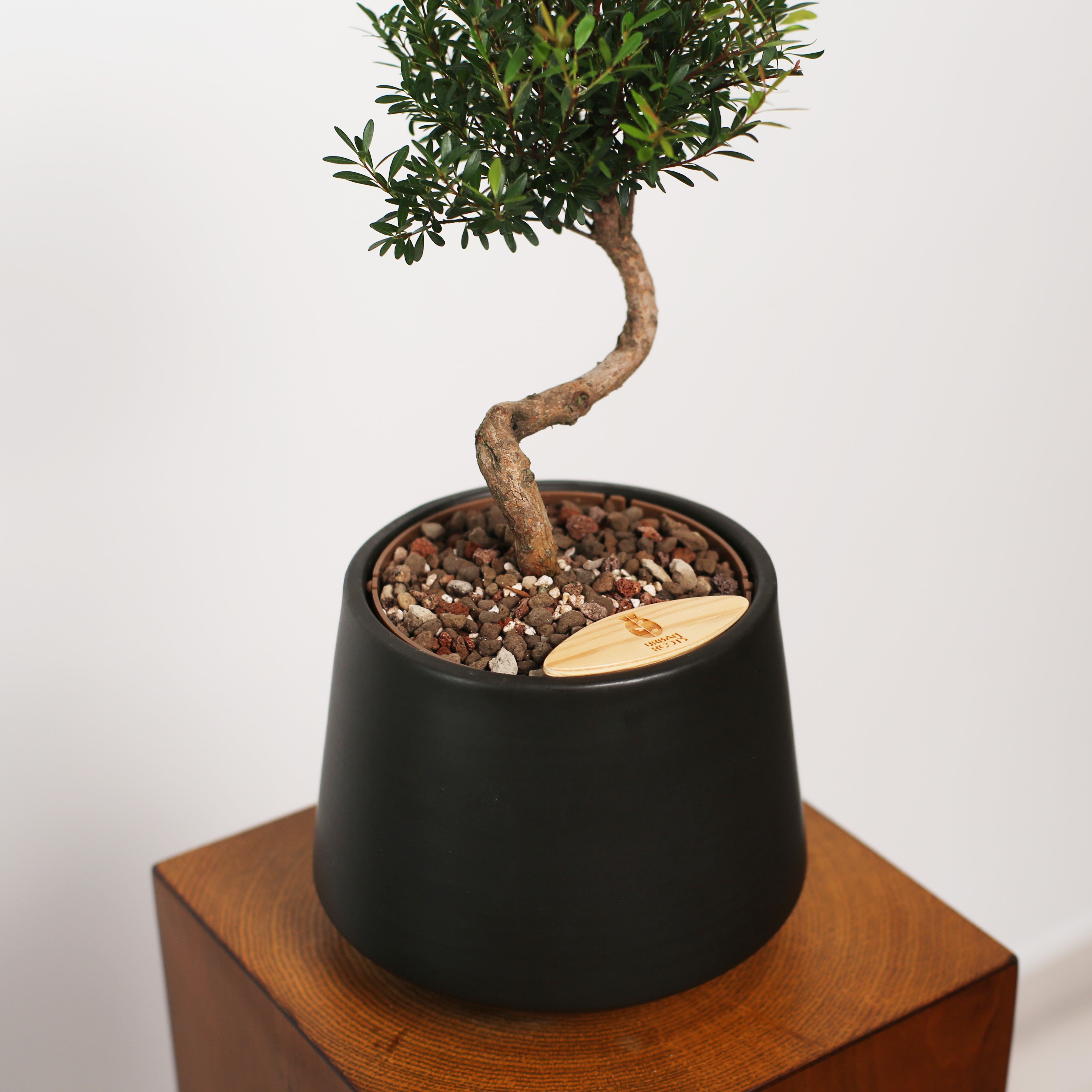 Bonsai in Toto pot (Syzygium buxifolium)