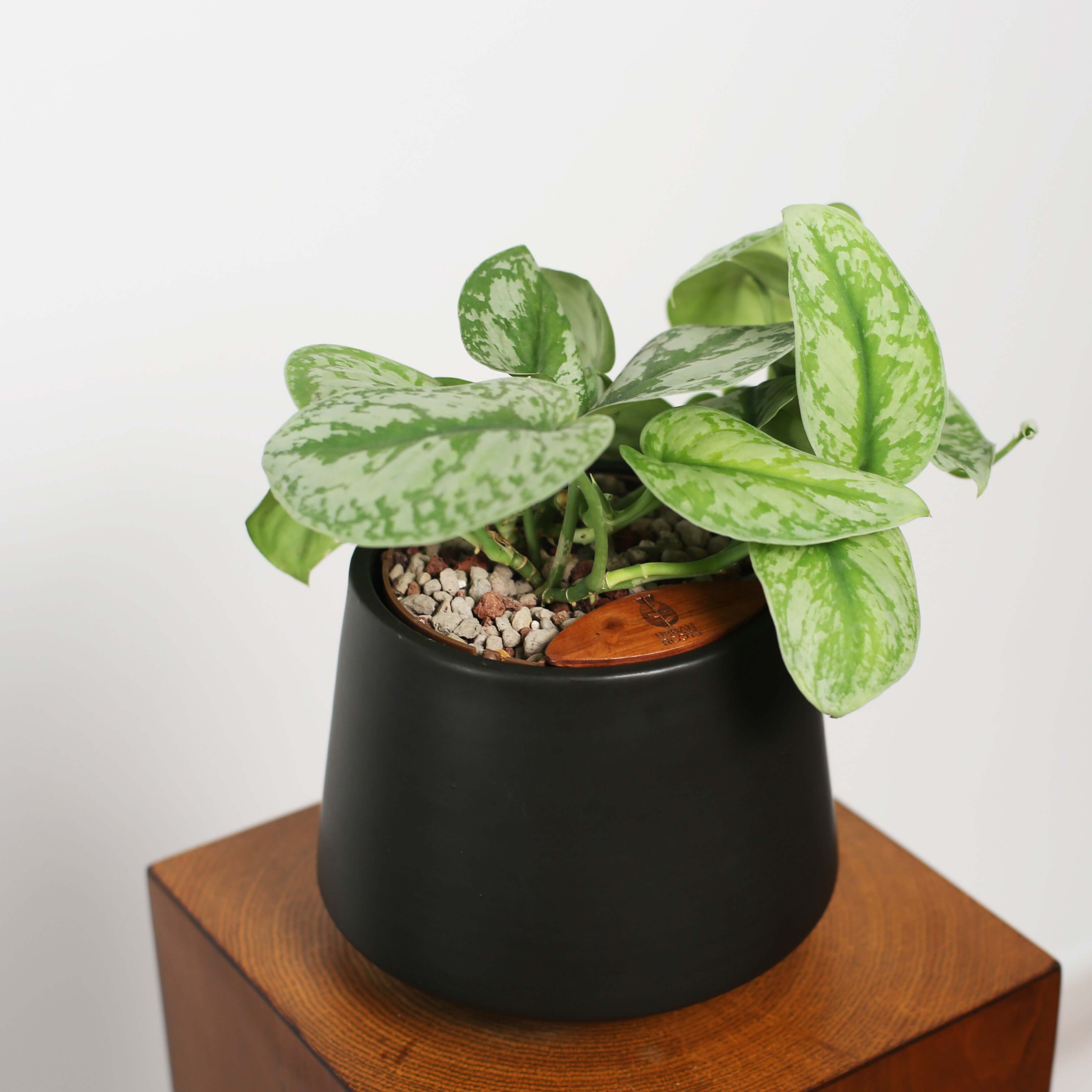 Satin Pothos in Toto pot (Scindapsus Pictus ‘Exotica’)