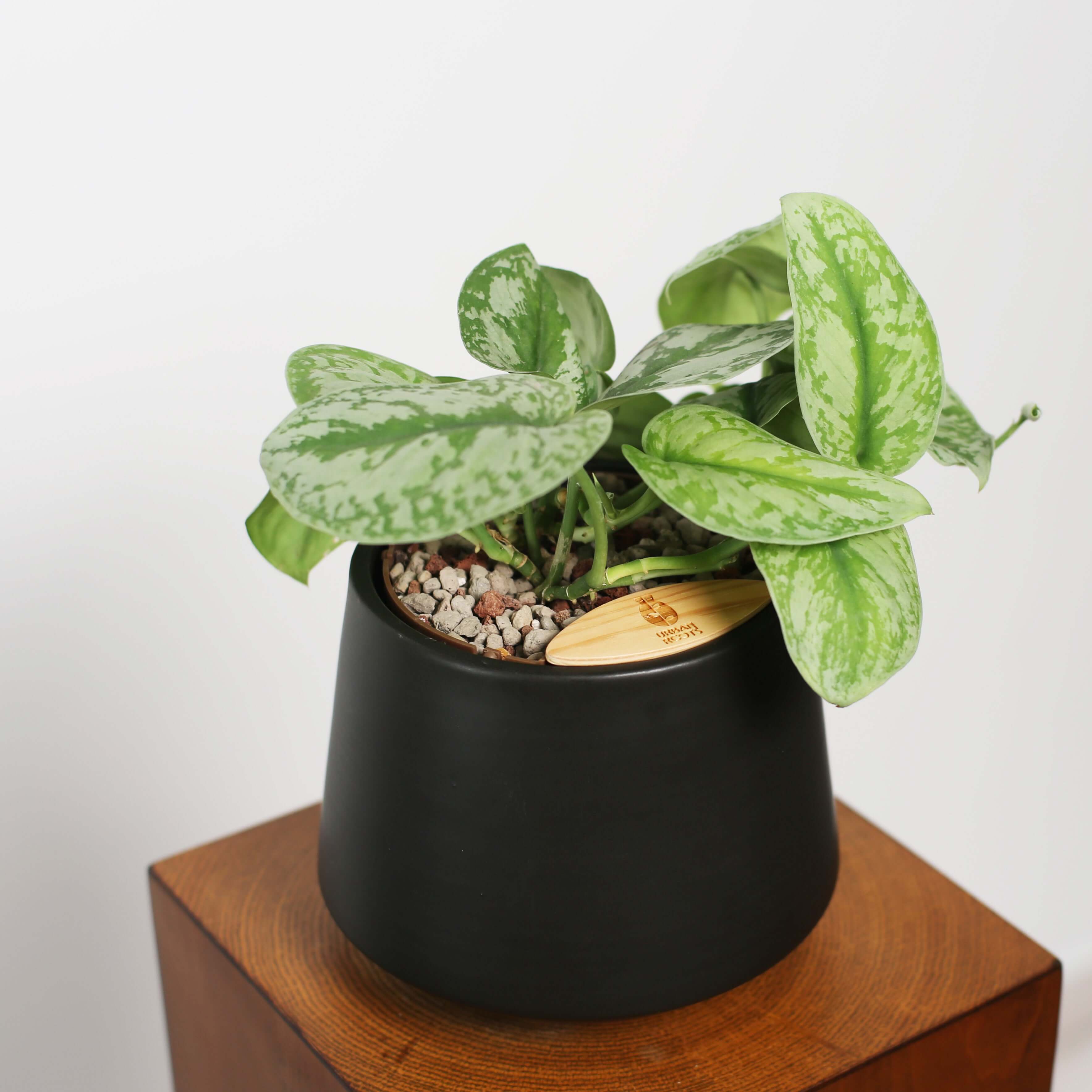 Satin Pothos in Toto pot (Scindapsus Pictus ‘Exotica’)