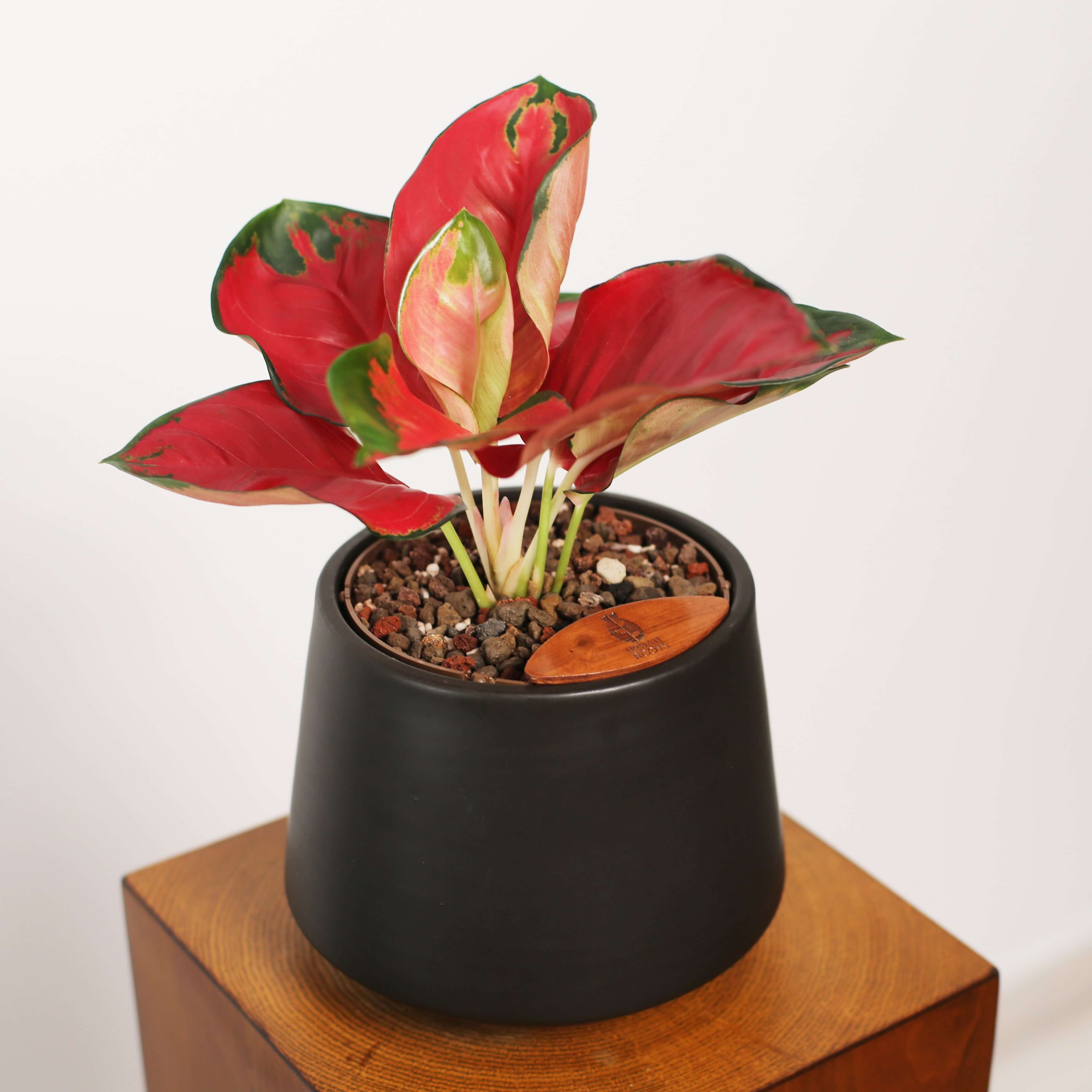 Aglaonema in Toto pot