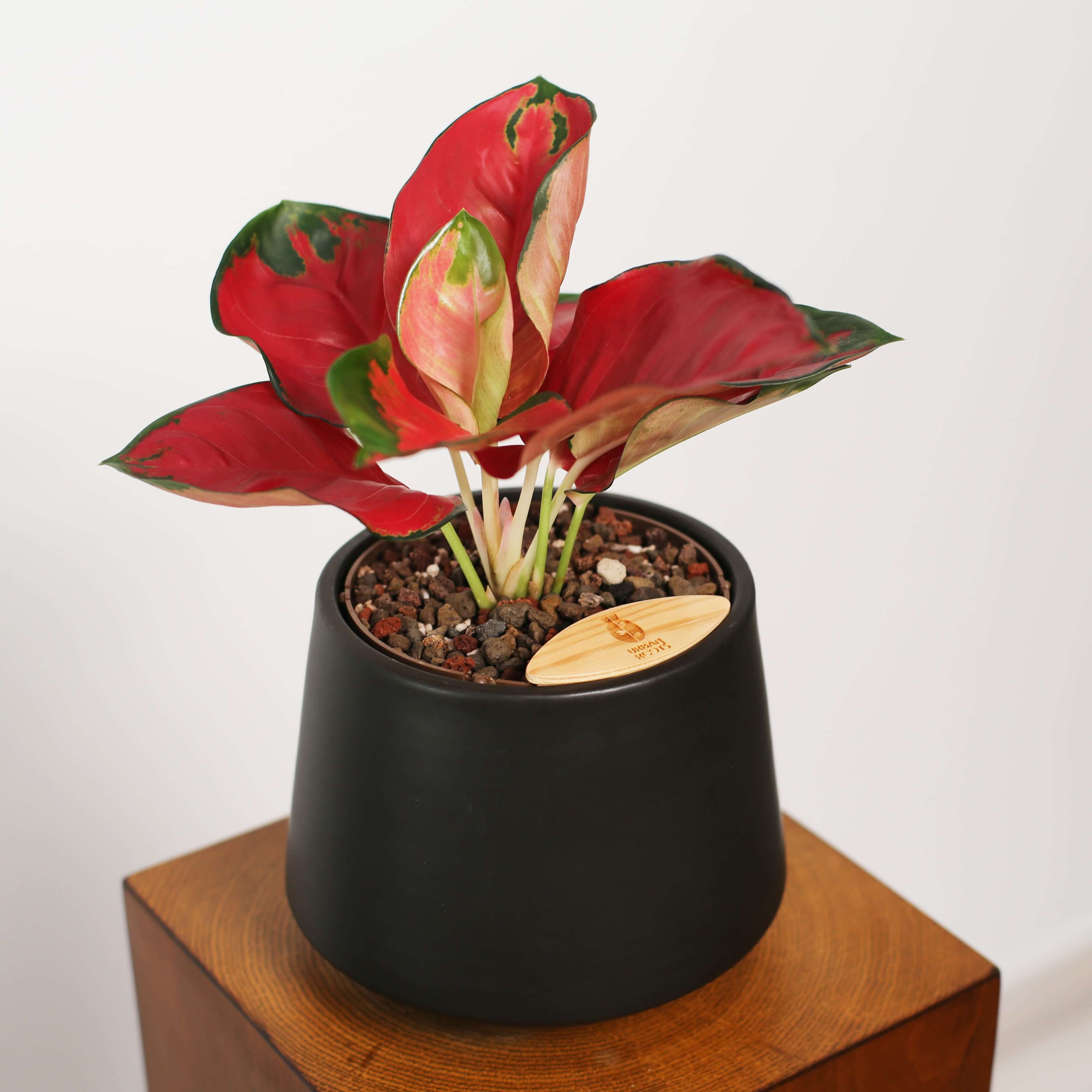 Aglaonema in Toto pot