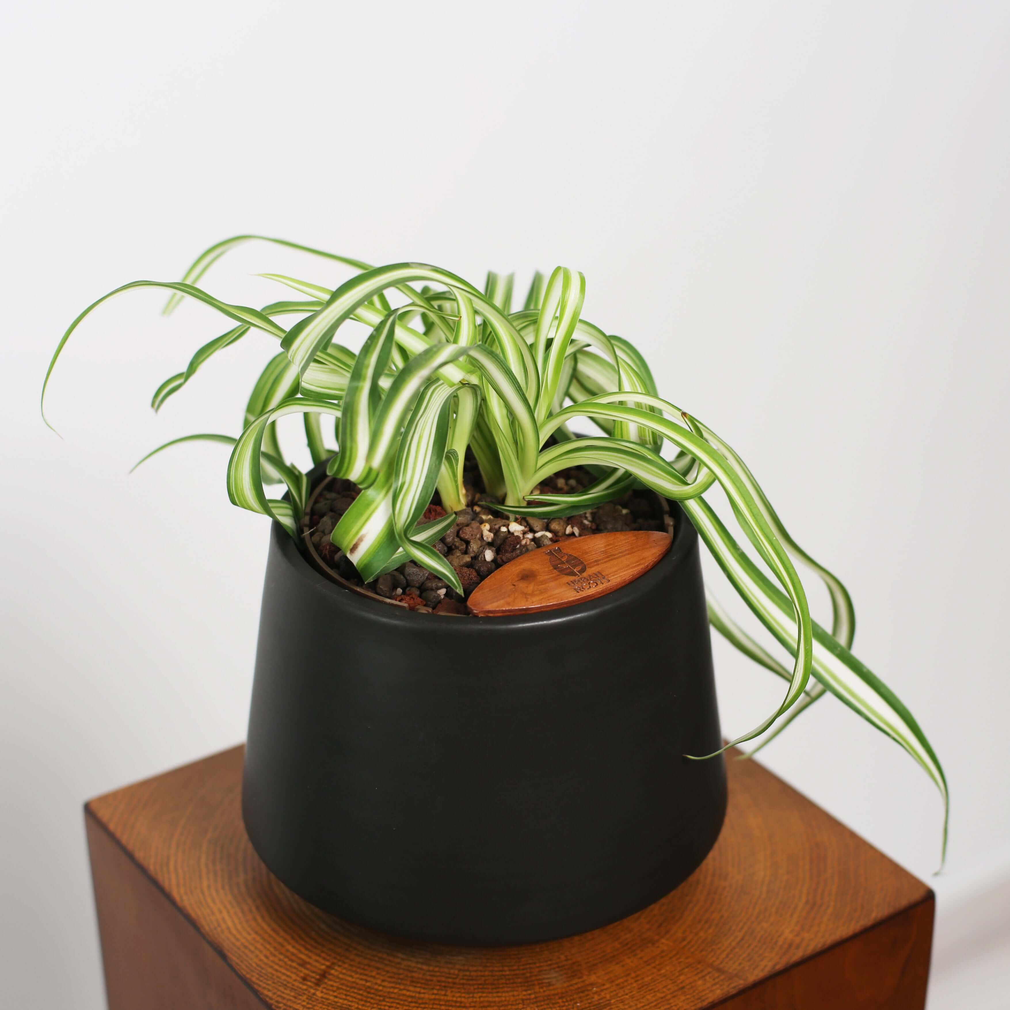 Bonnie Spider Plant in Toto pot (Chlorophytum comosum)