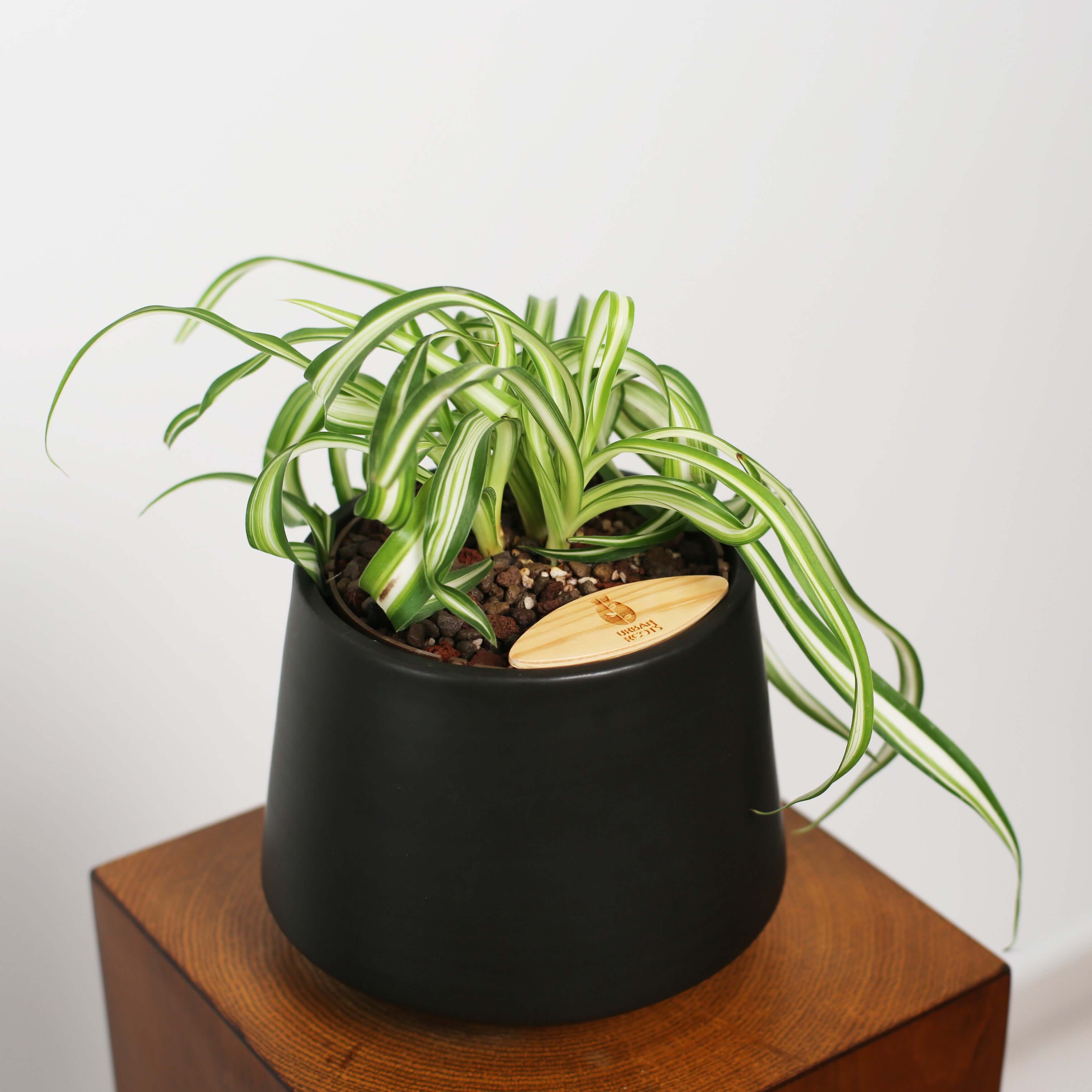 Bonnie Spider Plant in Toto pot (Chlorophytum comosum)