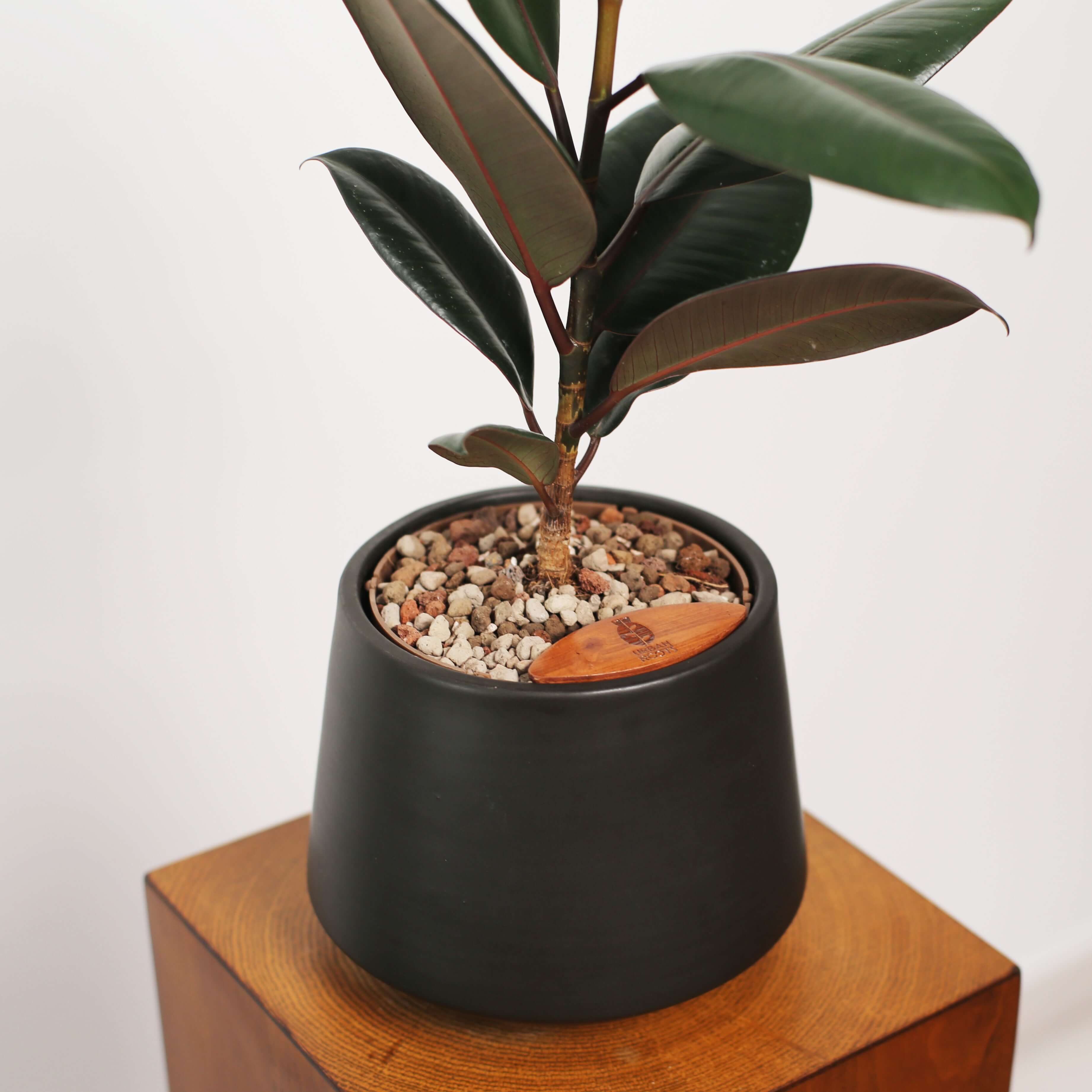 Rubber Fig in Toto pot (Ficus Elastica)