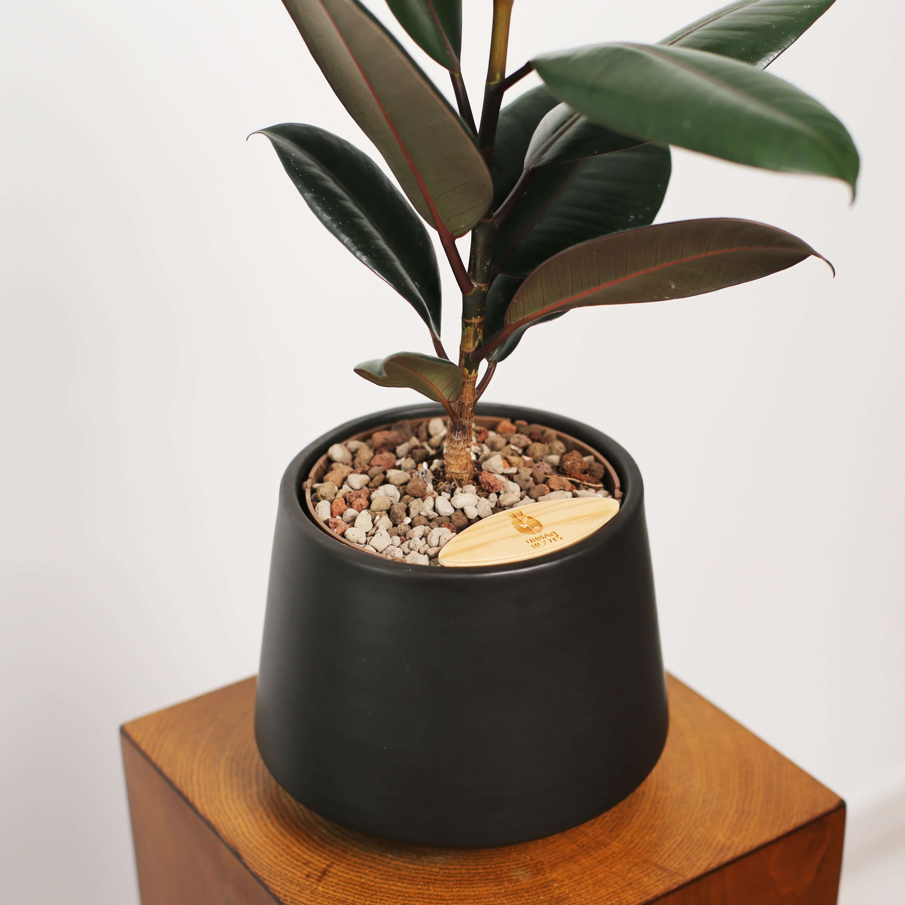 Rubber Fig in Toto pot (Ficus Elastica)