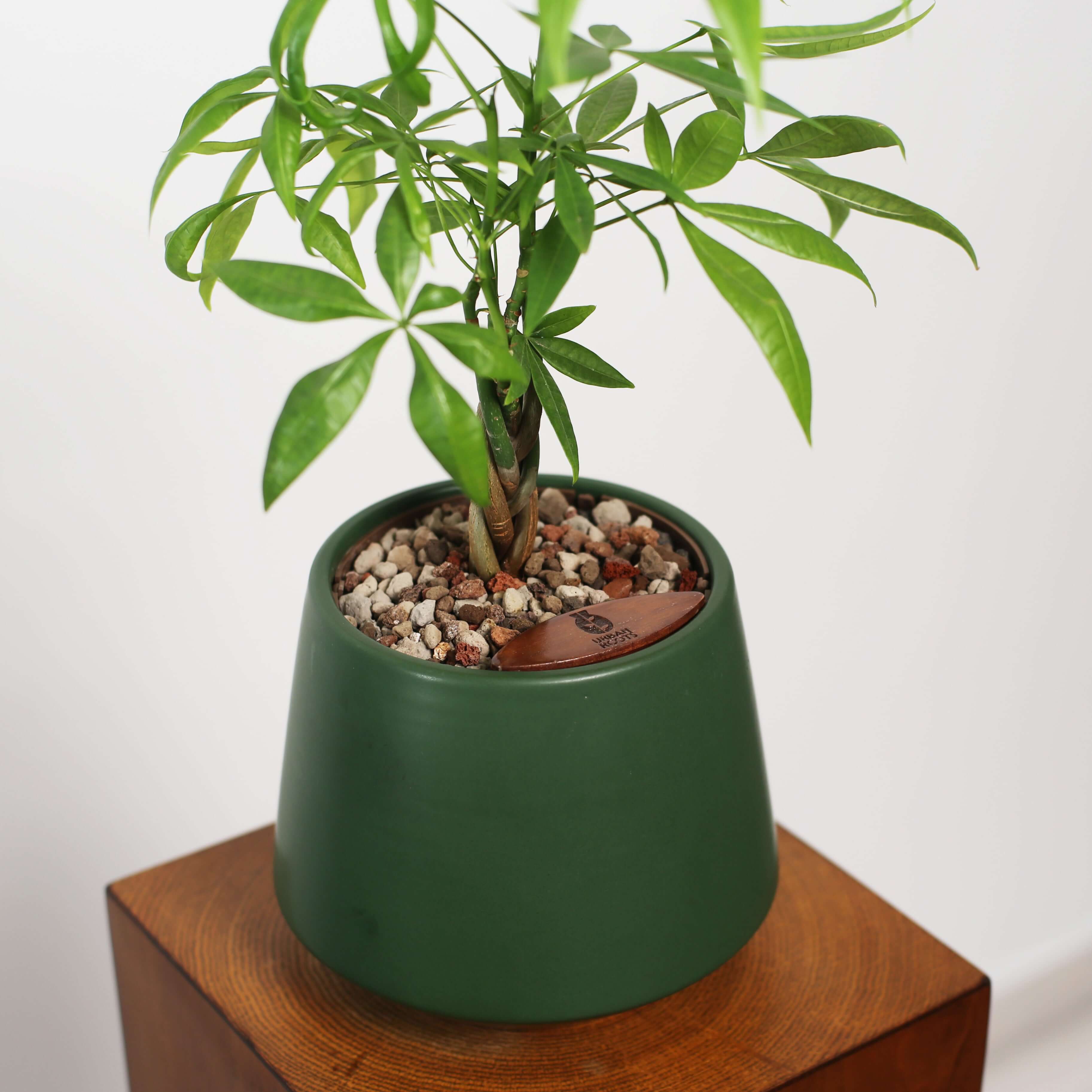 Money Tree in Toto pot (Pachira Aquatica)