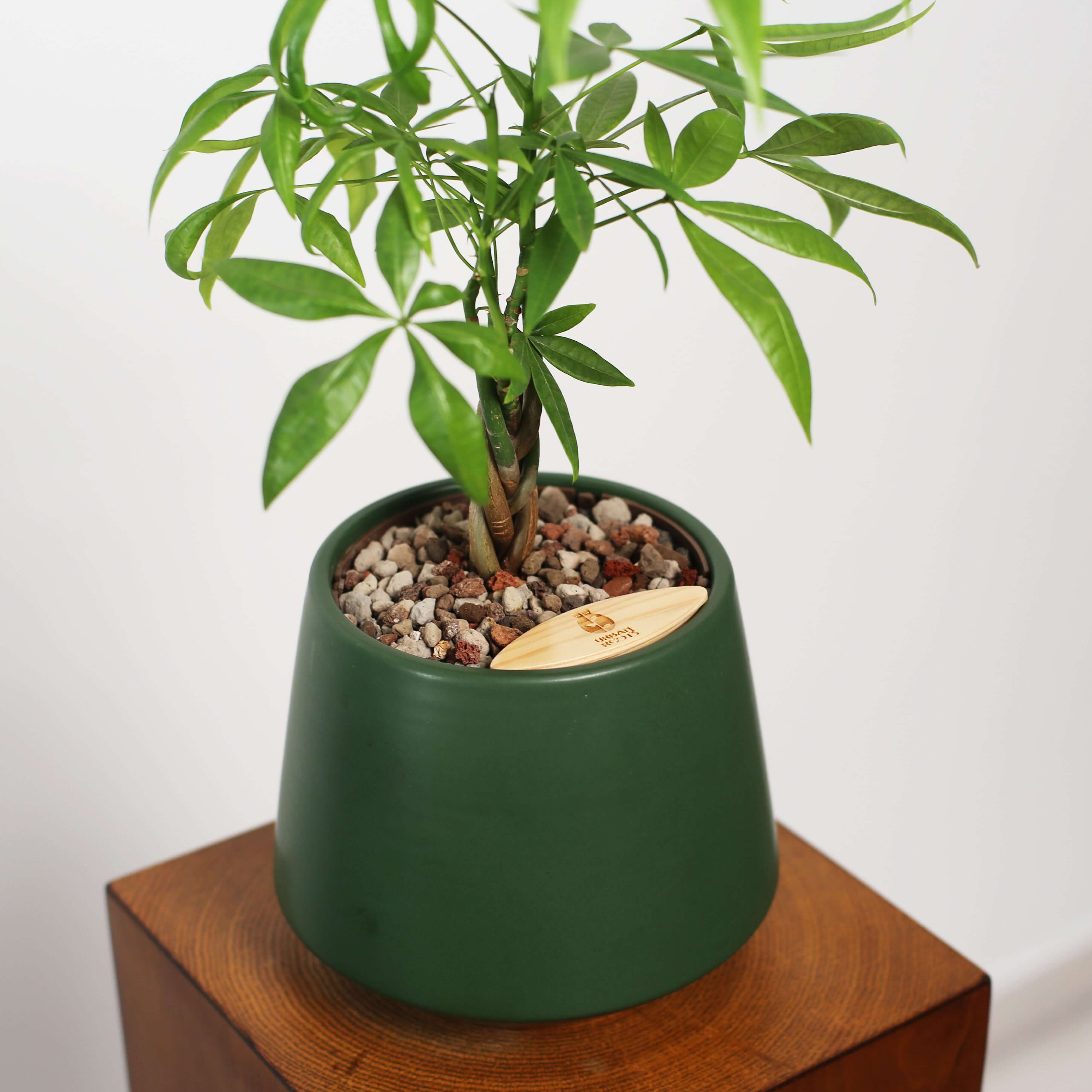 Money Tree in Toto pot (Pachira Aquatica)