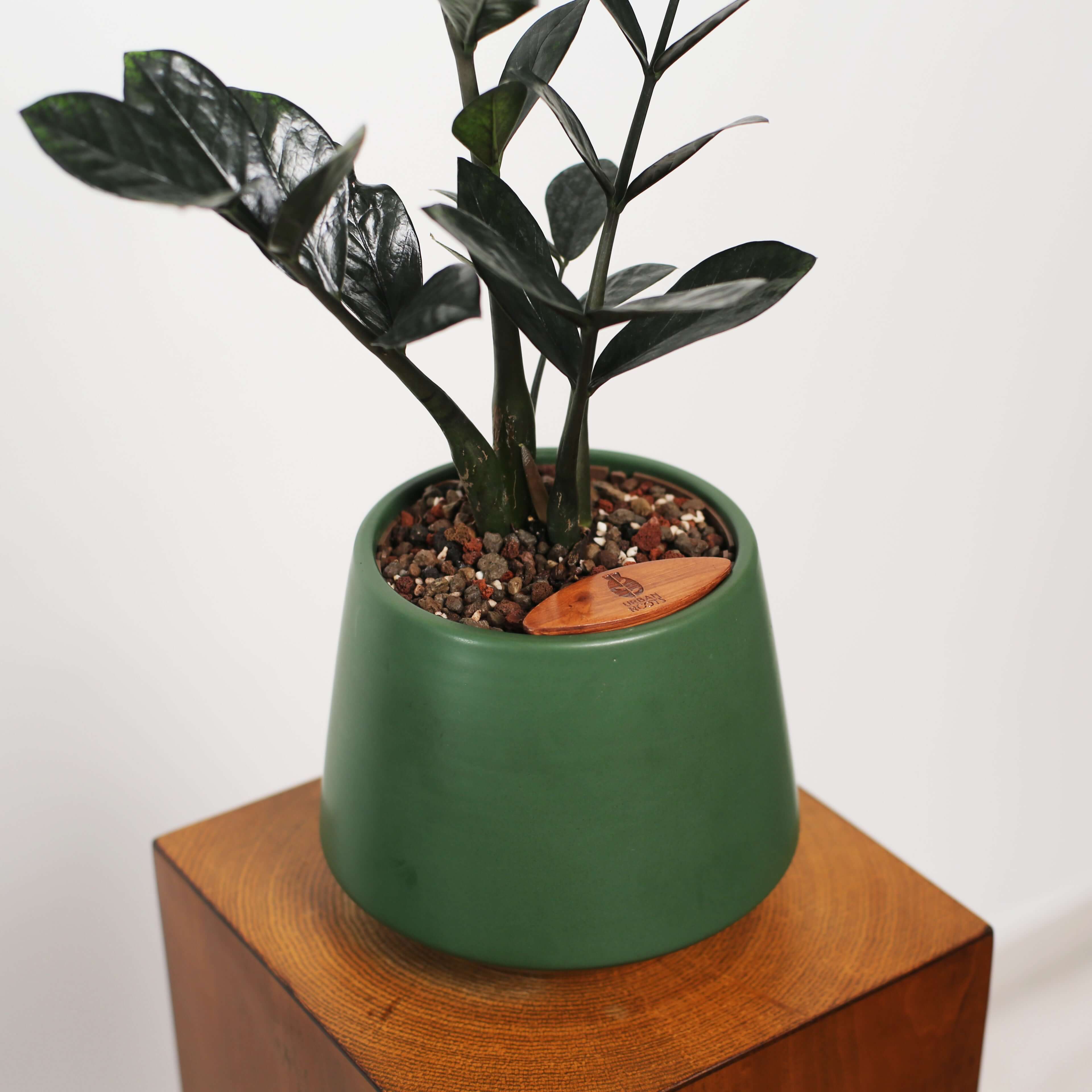 ZZ Plant in Toto pot