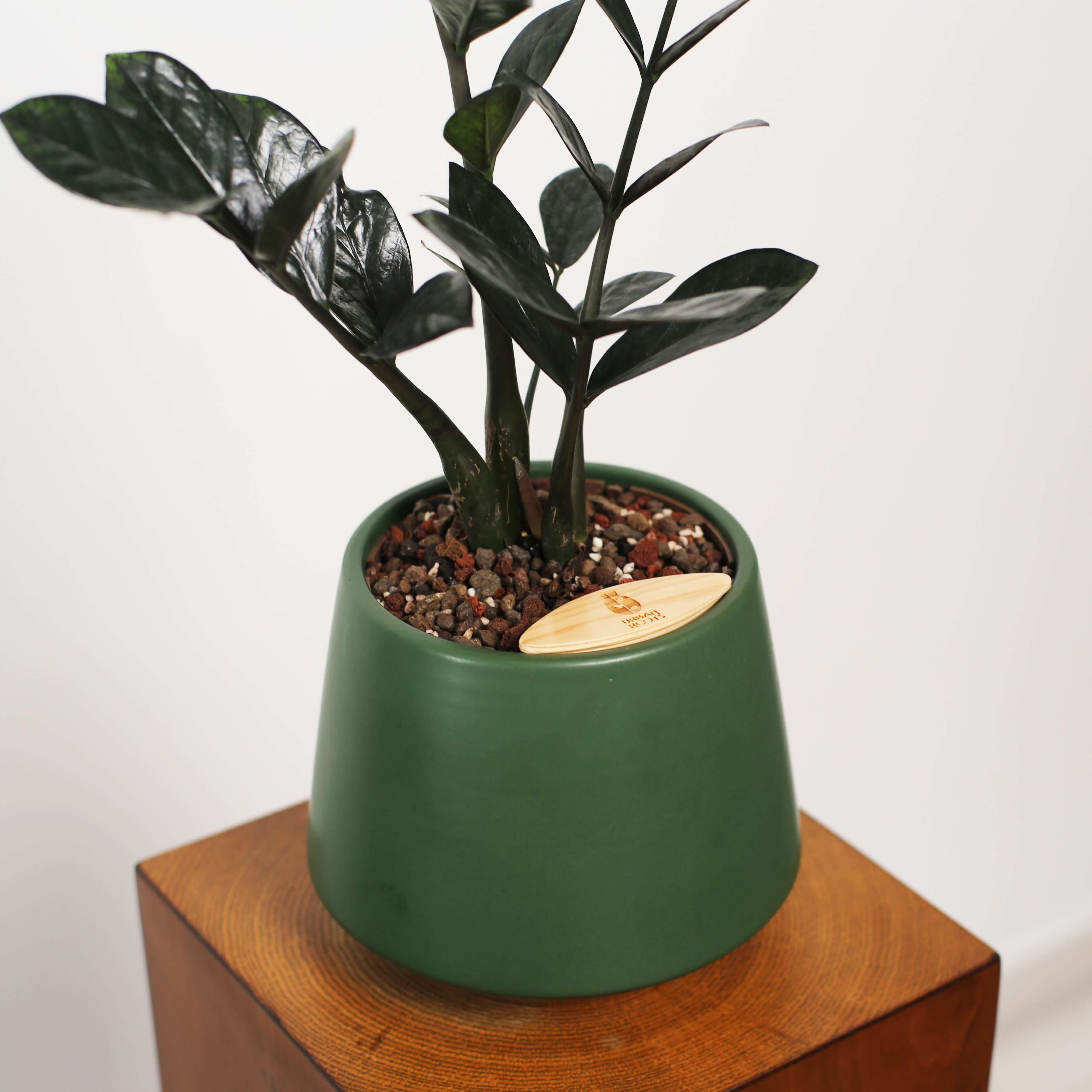 ZZ Plant in Toto pot
