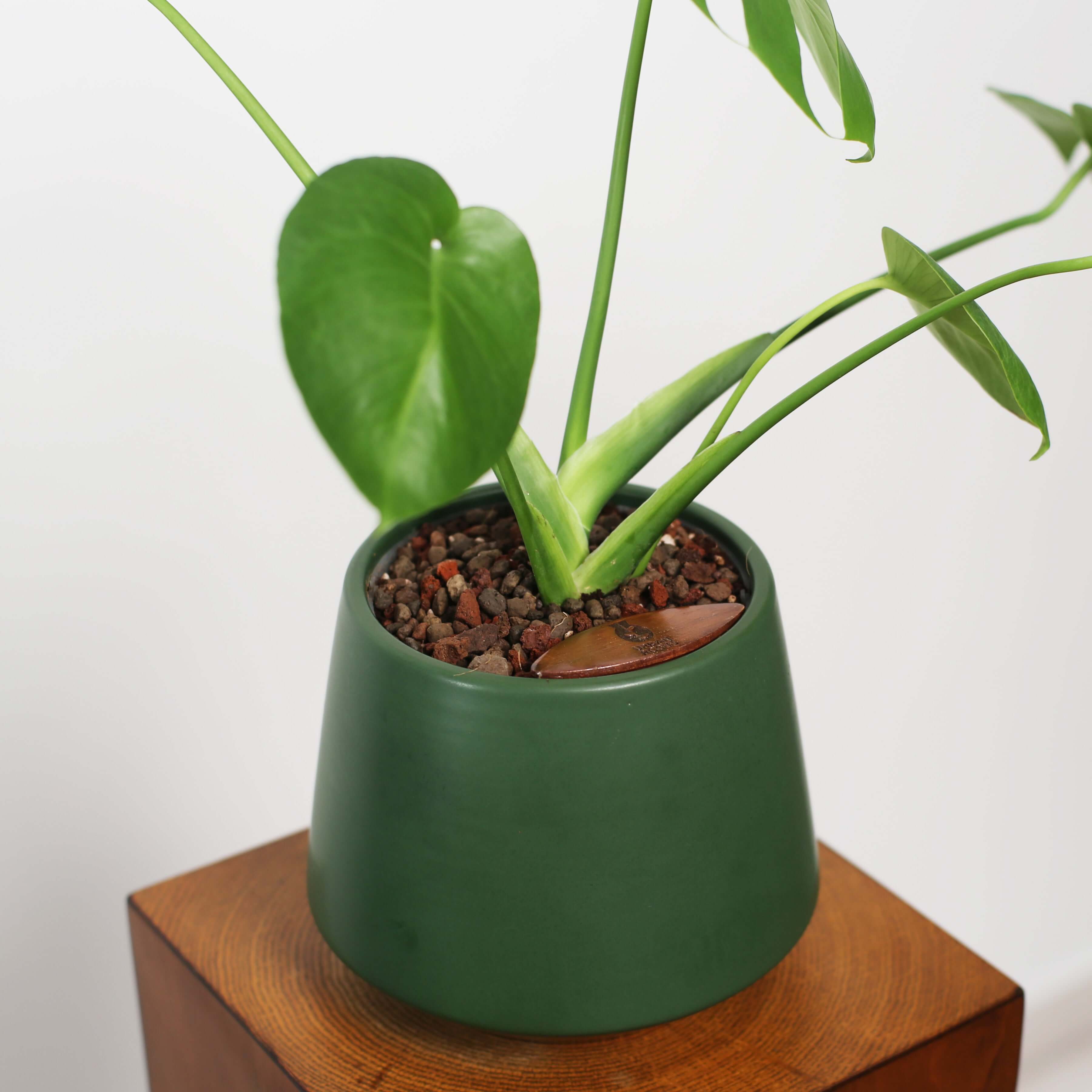 Monstera in Toto pot