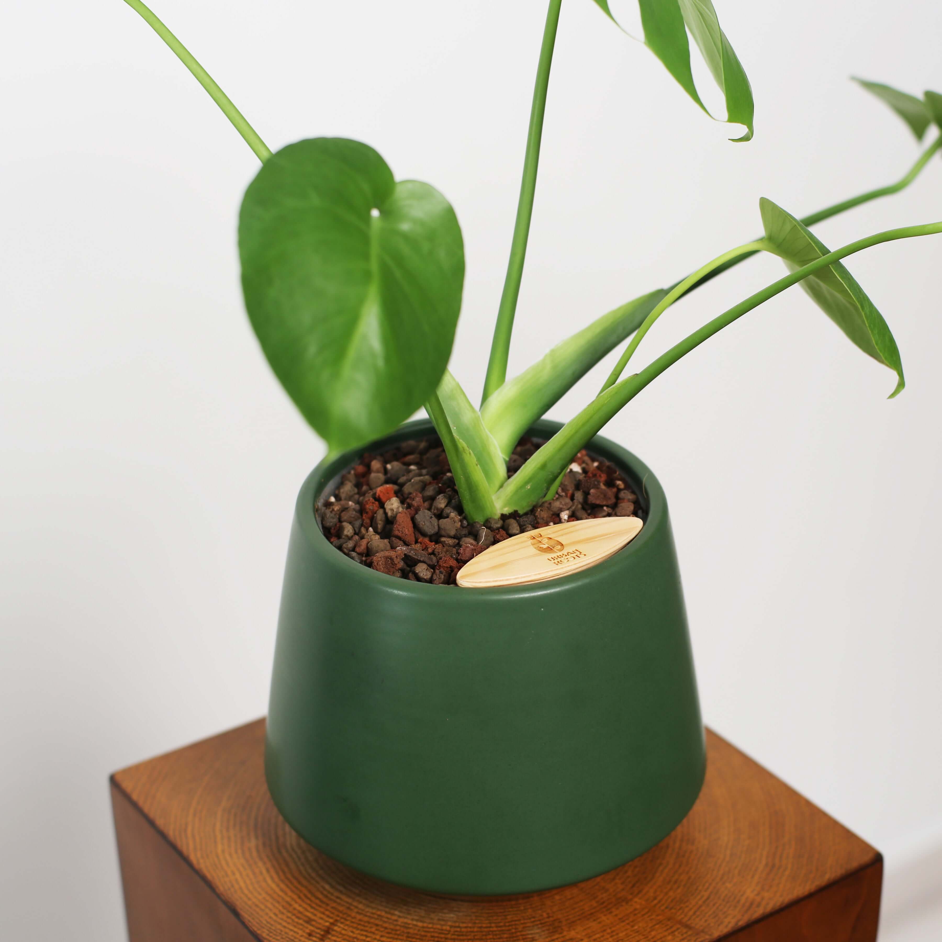 Monstera in Toto pot
