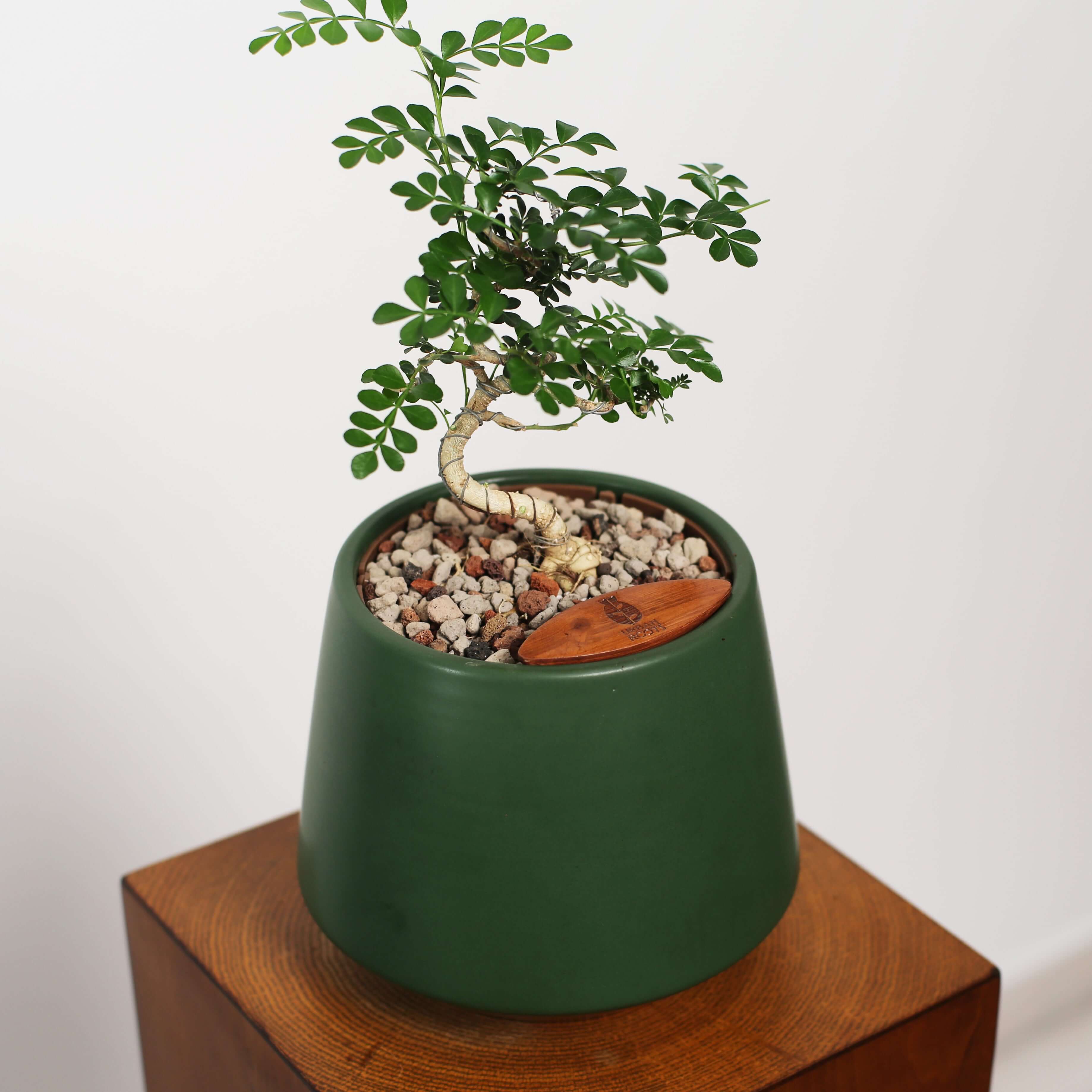 Bonsai in Toto pot (Feroniea Lucida Bonsai)