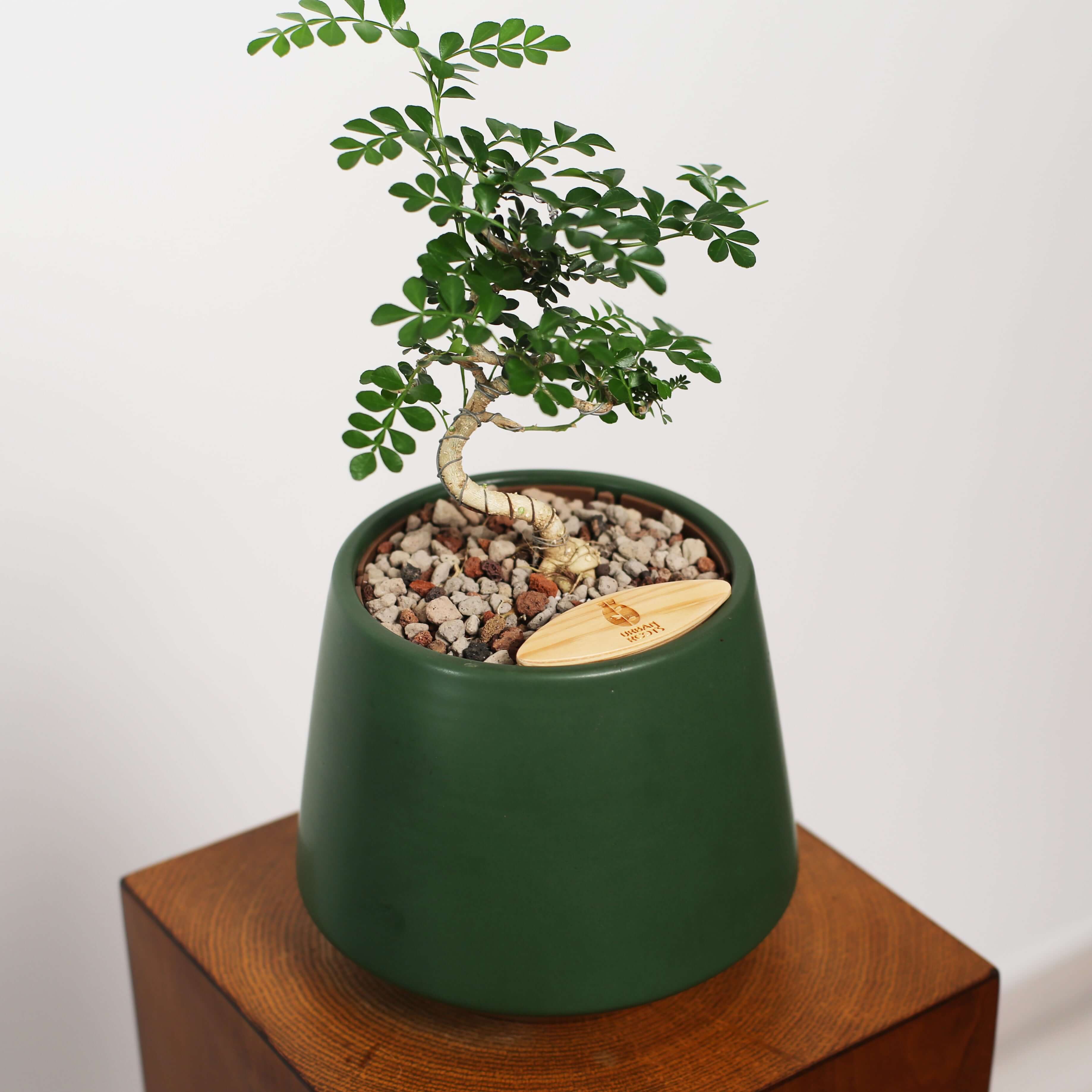 Bonsai in Toto pot (Feroniea Lucida Bonsai)