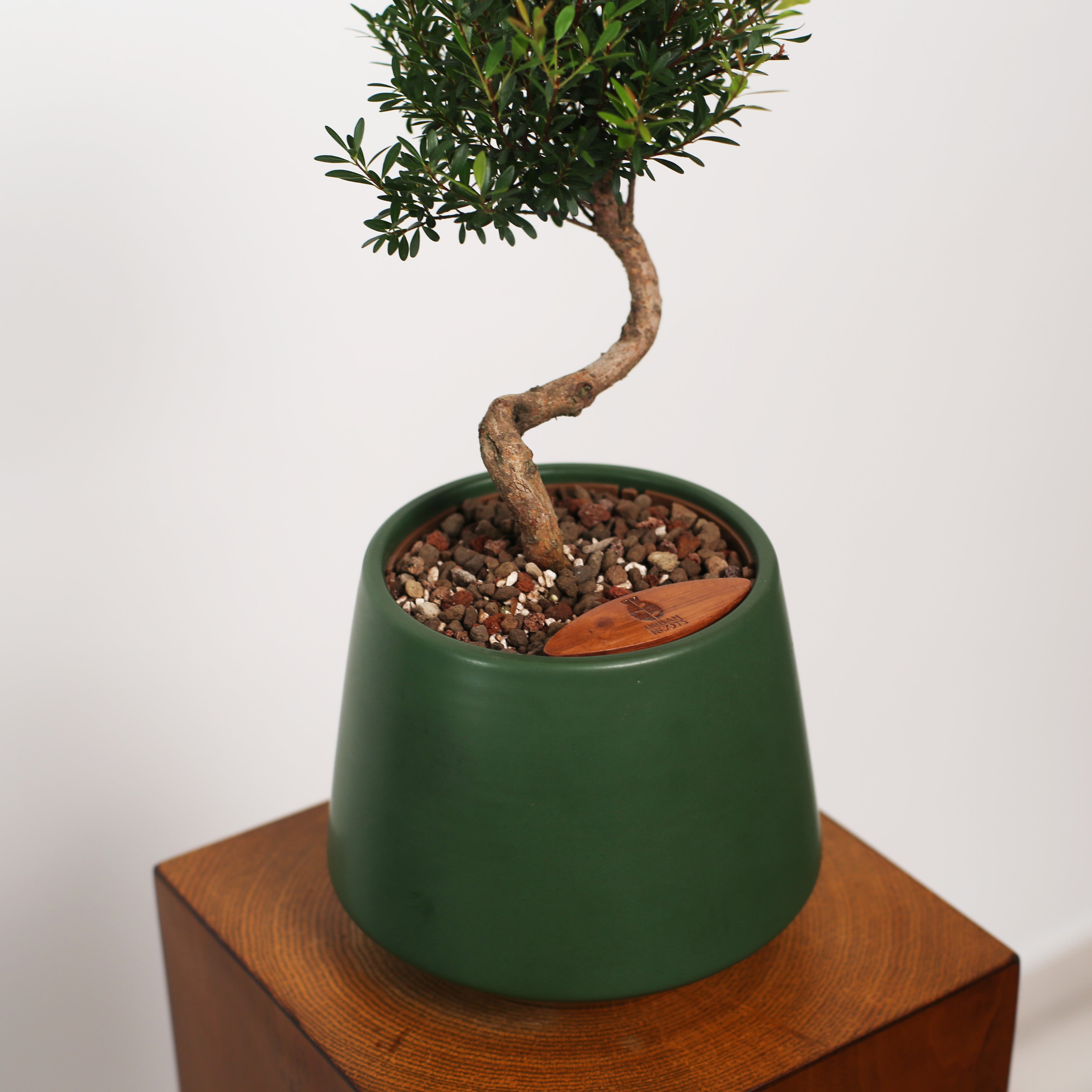 Bonsai in Toto pot (Syzygium buxifolium)