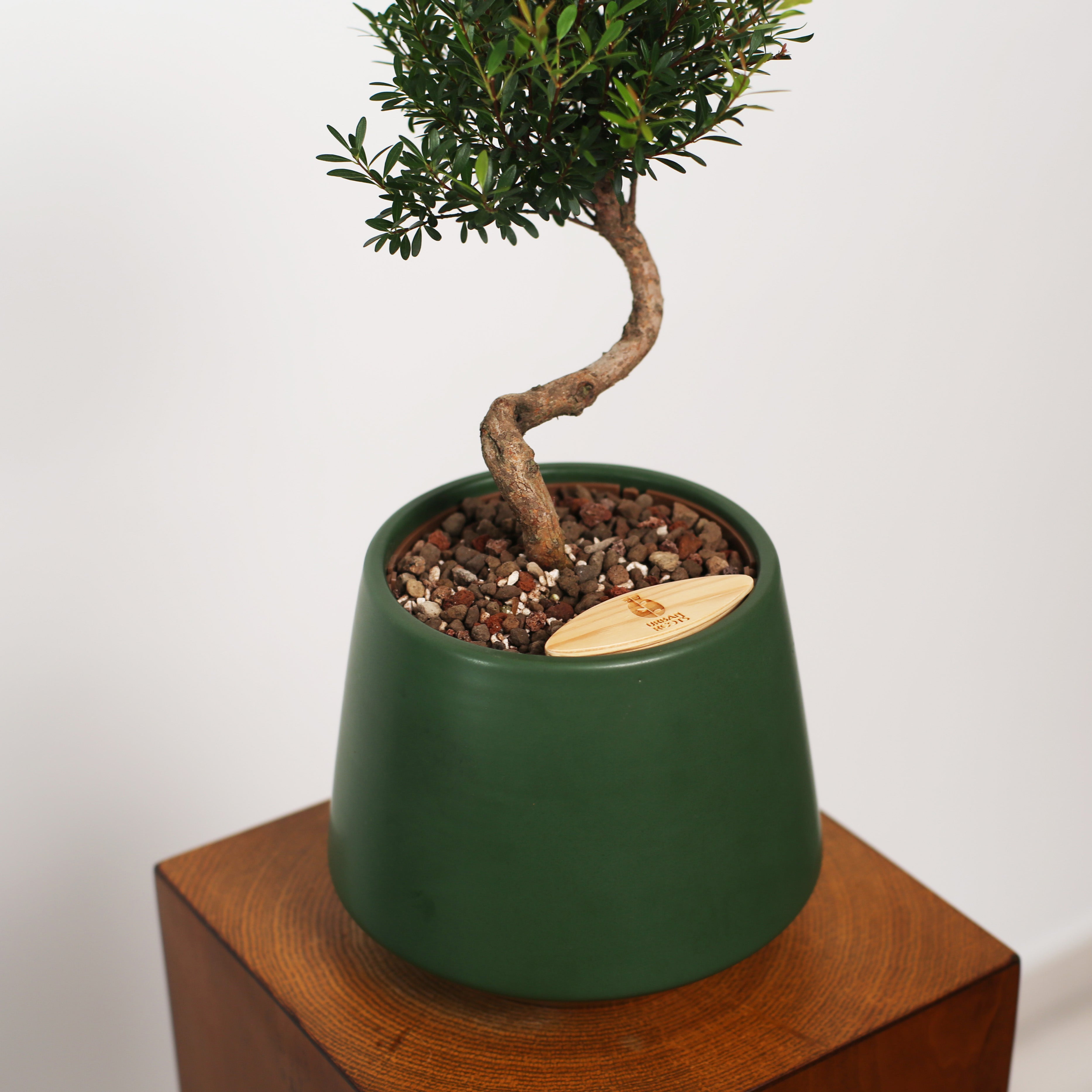 Bonsai in Toto pot (Syzygium buxifolium)