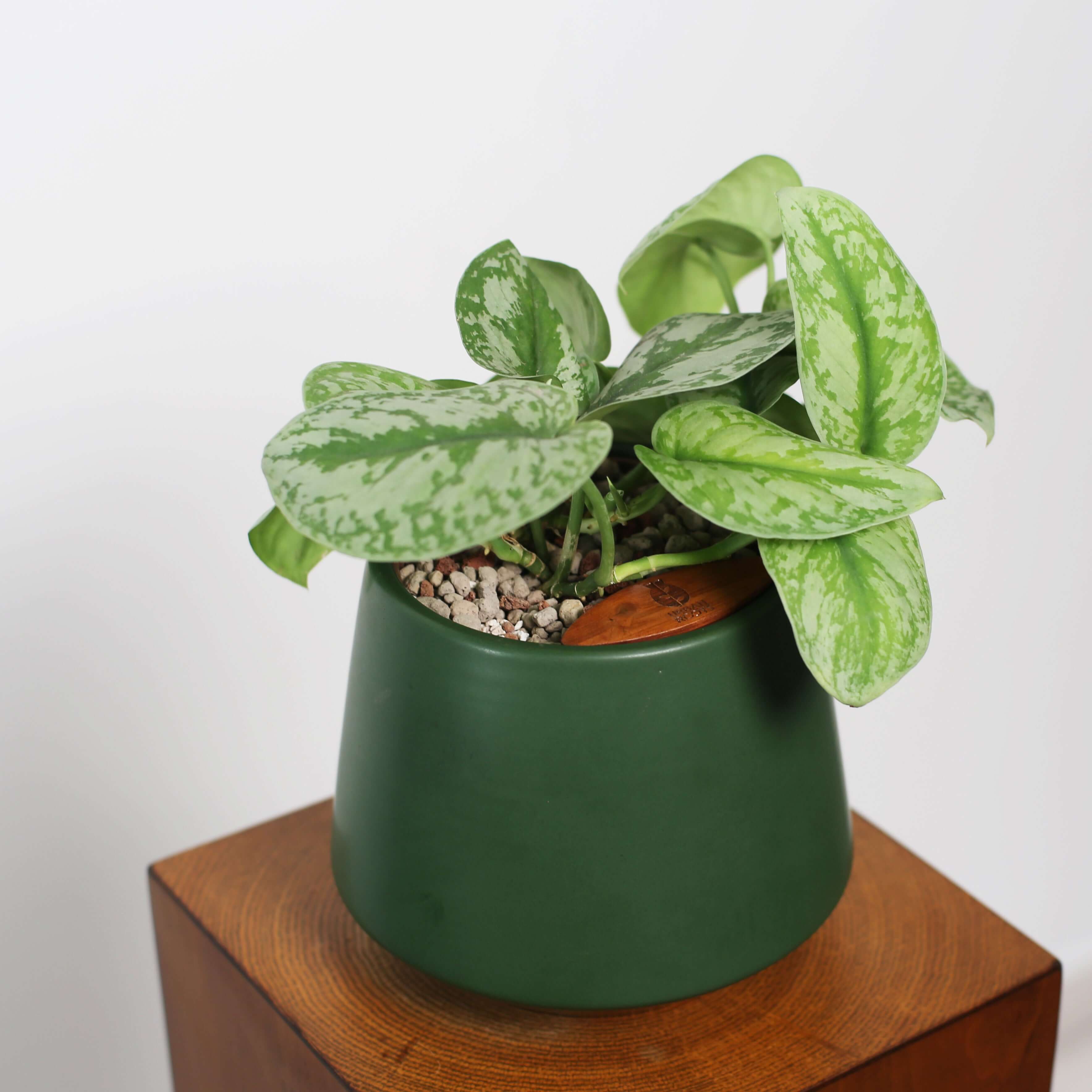 Satin Pothos in Toto pot (Scindapsus Pictus ‘Exotica’)