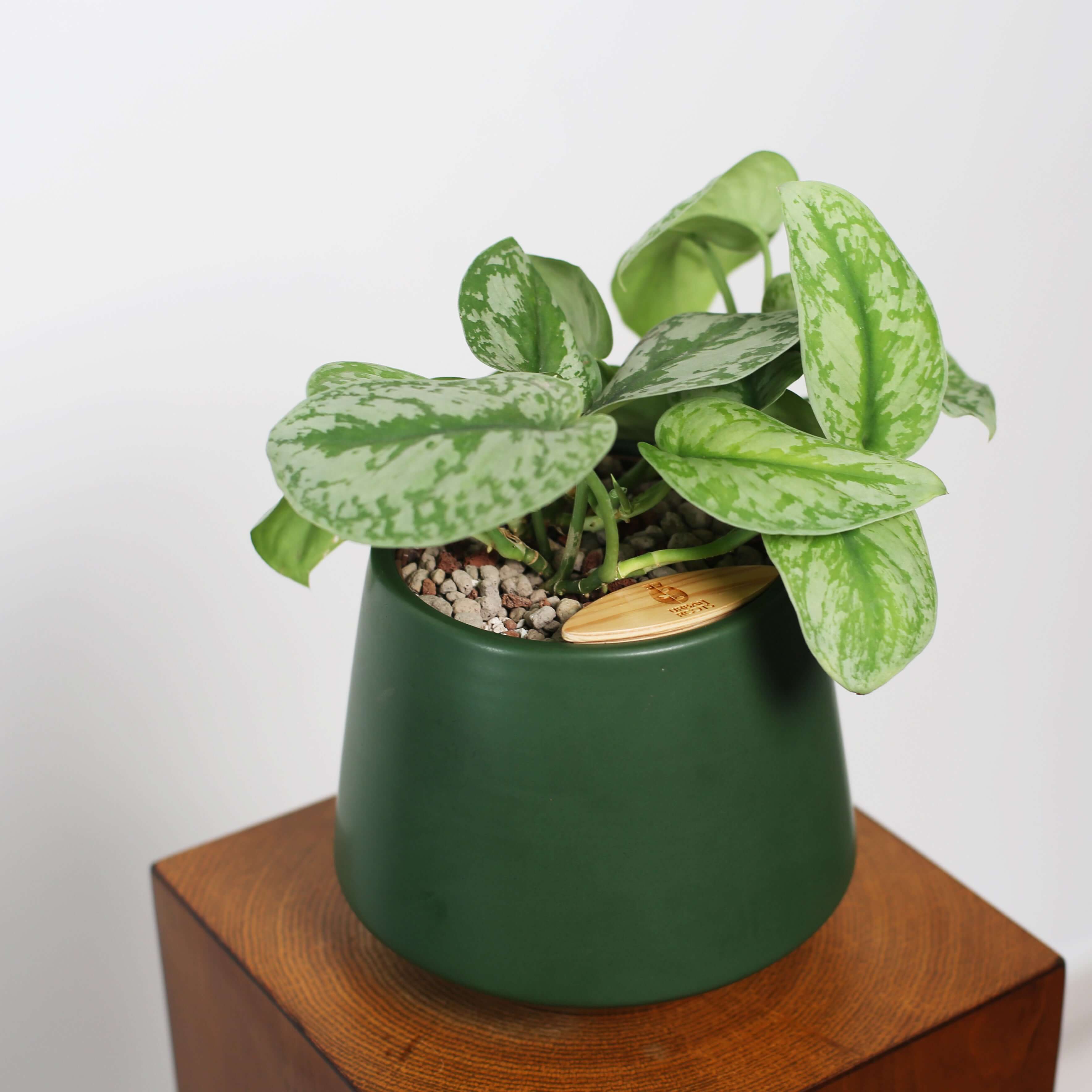 Satin Pothos in Toto pot (Scindapsus Pictus ‘Exotica’)