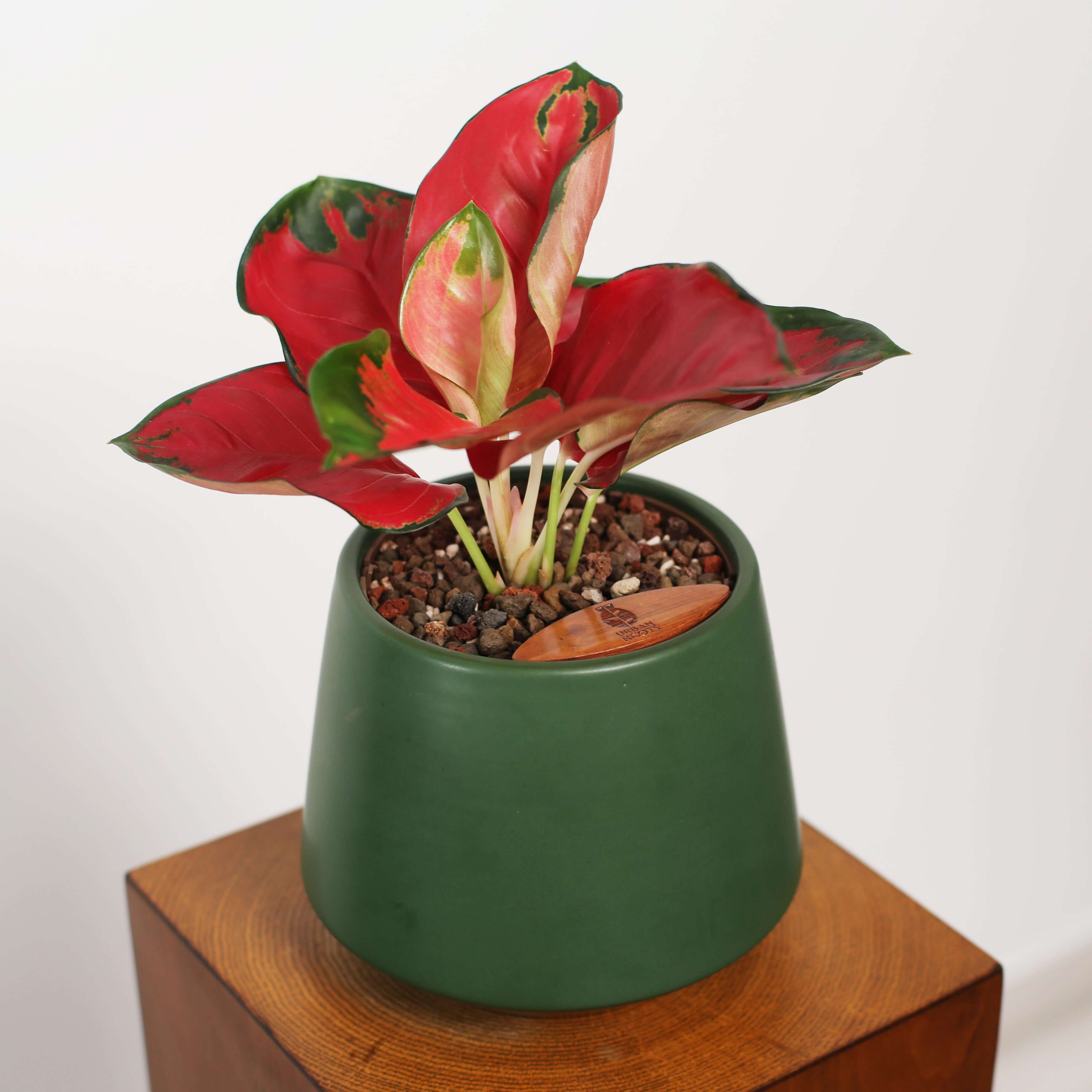 Aglaonema in Toto pot