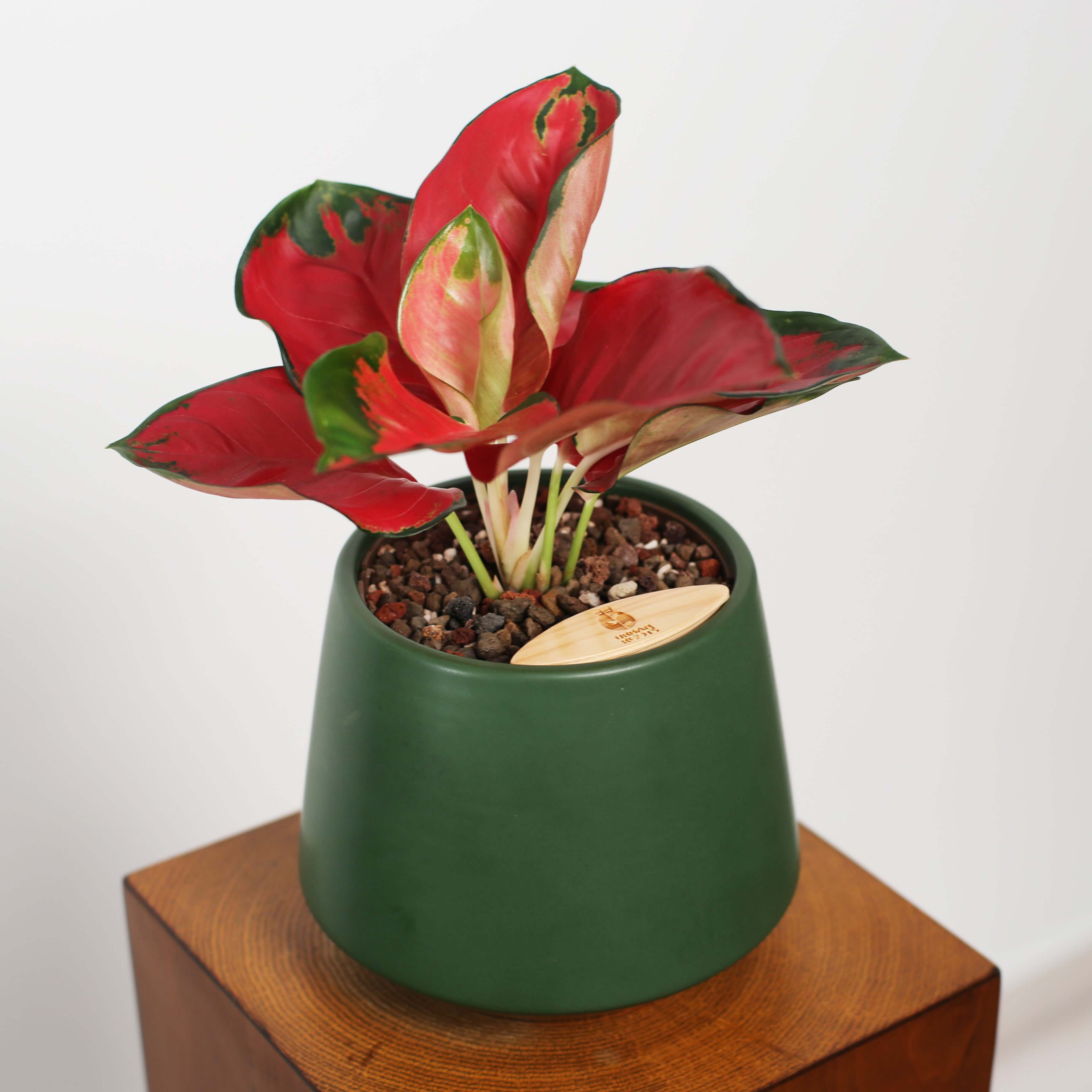 Aglaonema in Toto pot