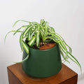 Bonnie Spider Plant in Toto pot (Chlorophytum comosum)