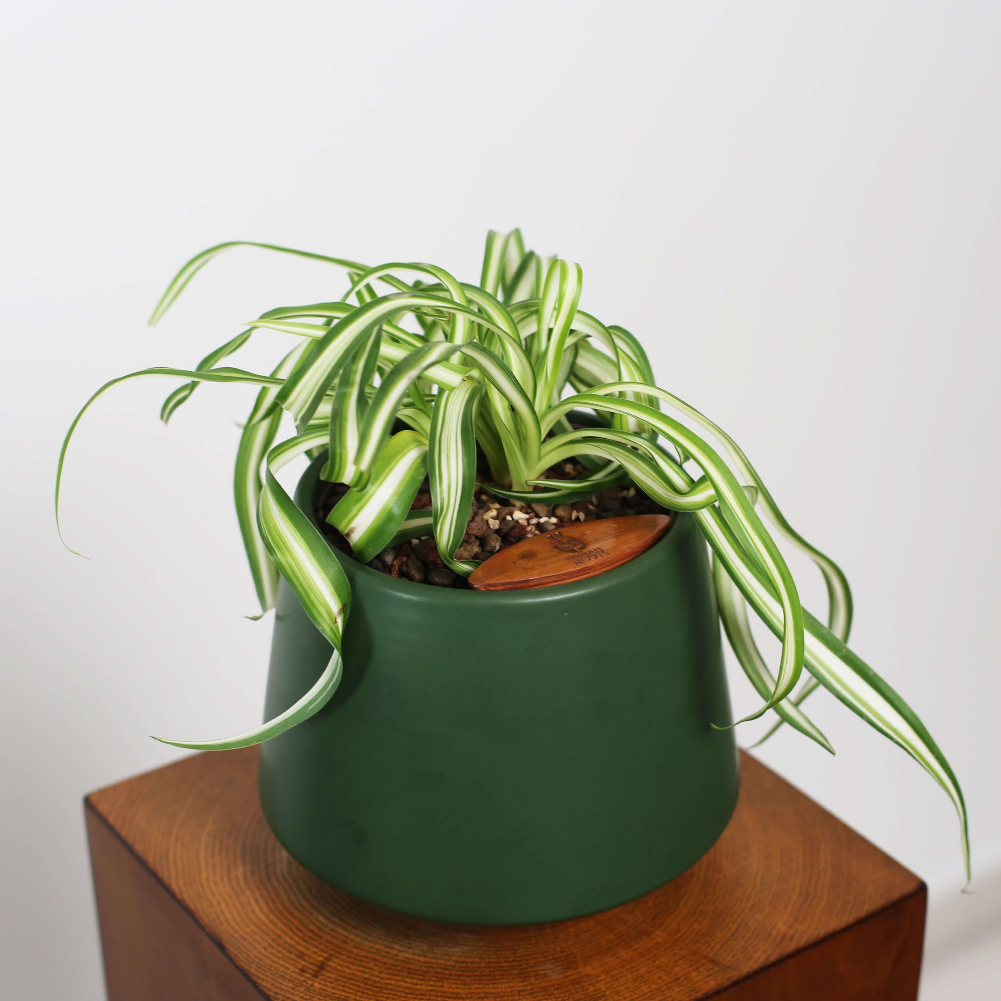 Bonnie Spider Plant in Toto pot (Chlorophytum comosum)