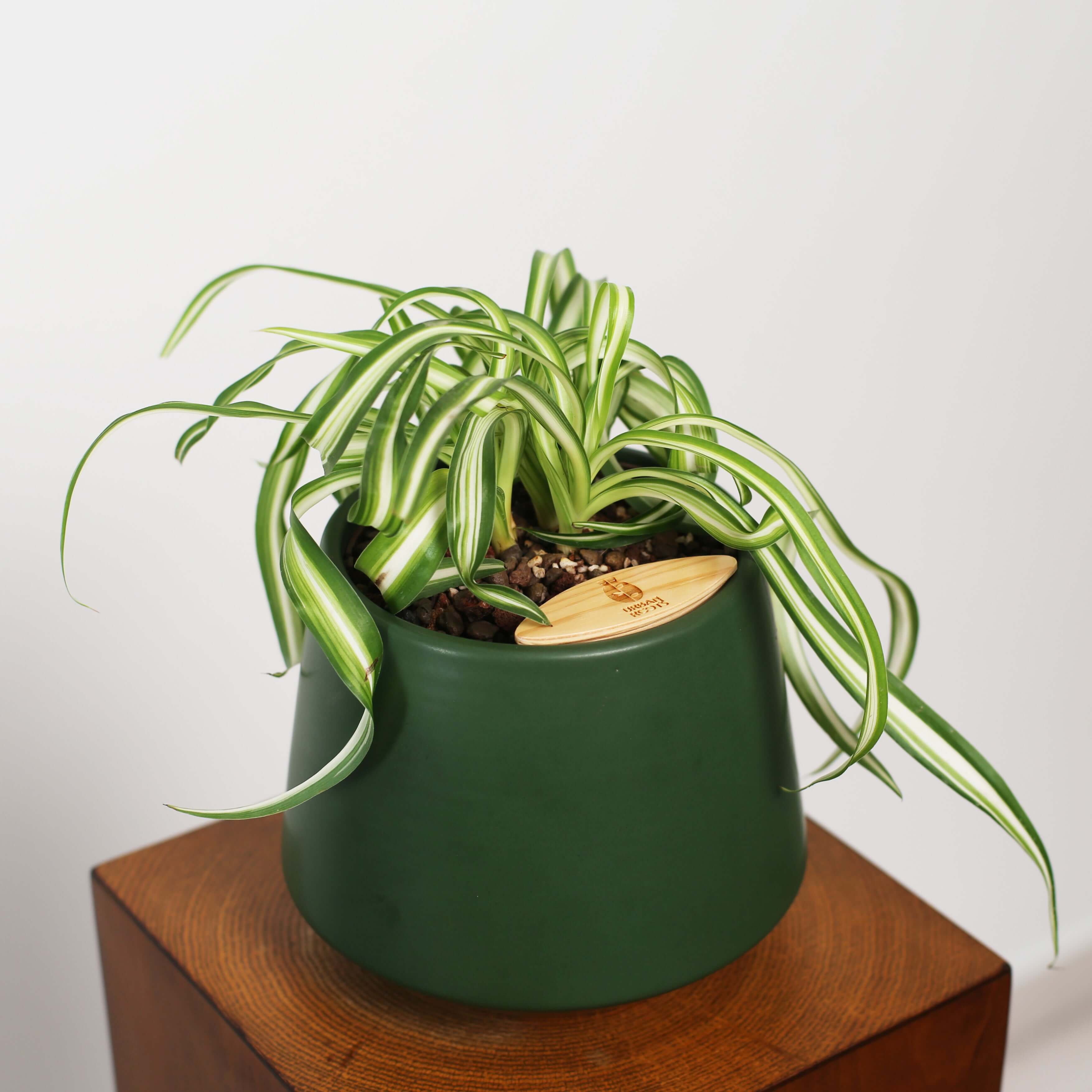 Bonnie Spider Plant in Toto pot (Chlorophytum comosum)