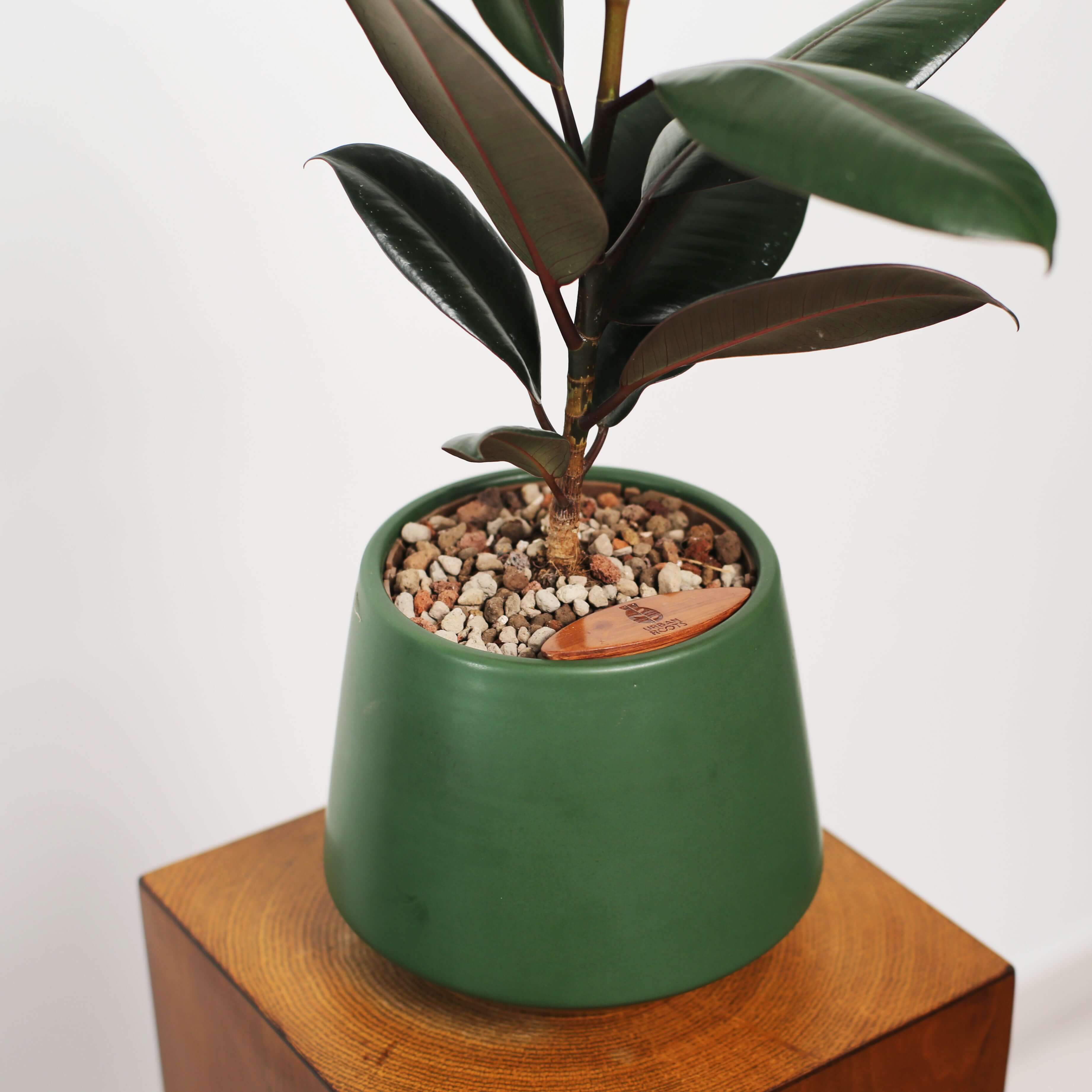 Rubber Fig in Toto pot (Ficus Elastica)