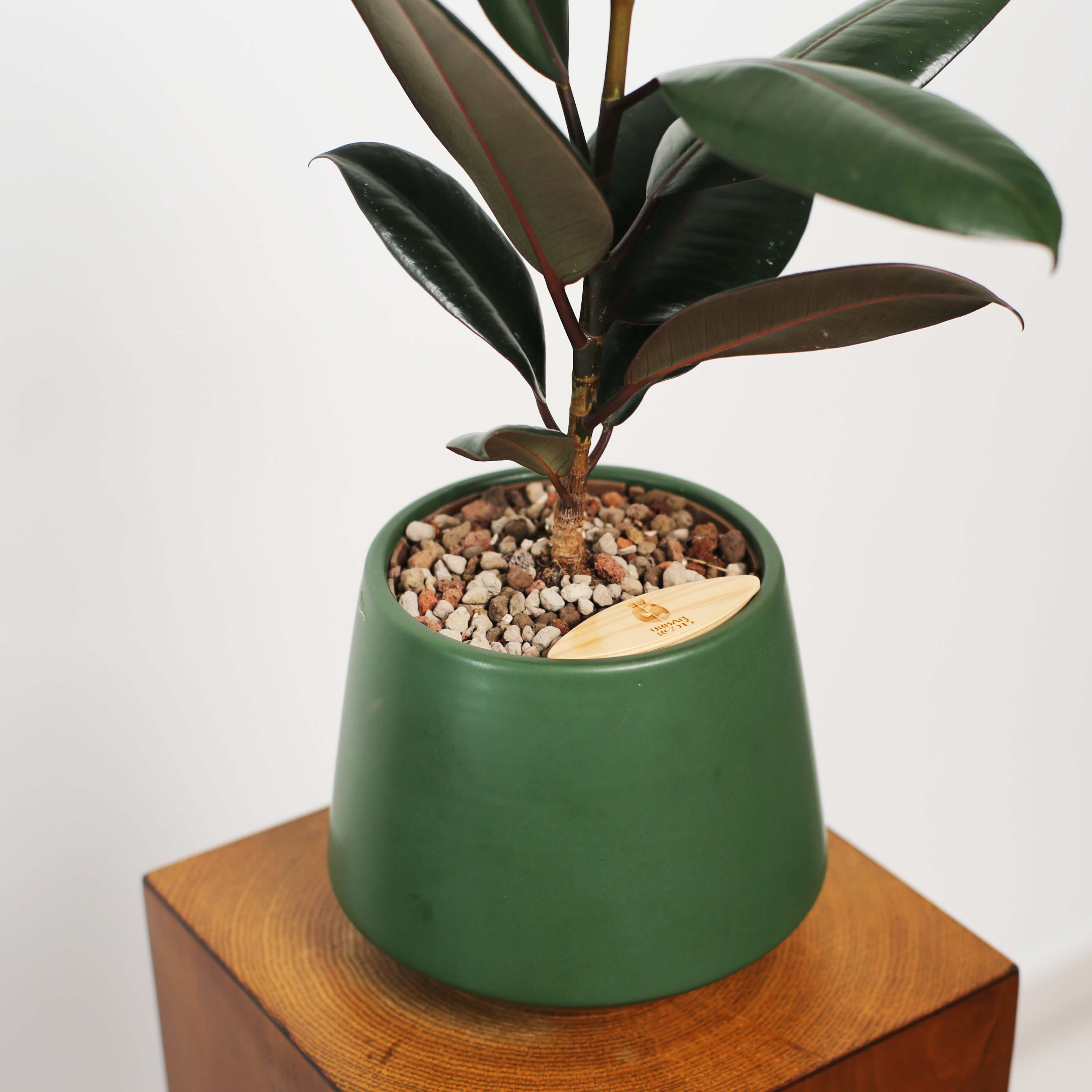 Rubber Fig in Toto pot (Ficus Elastica)