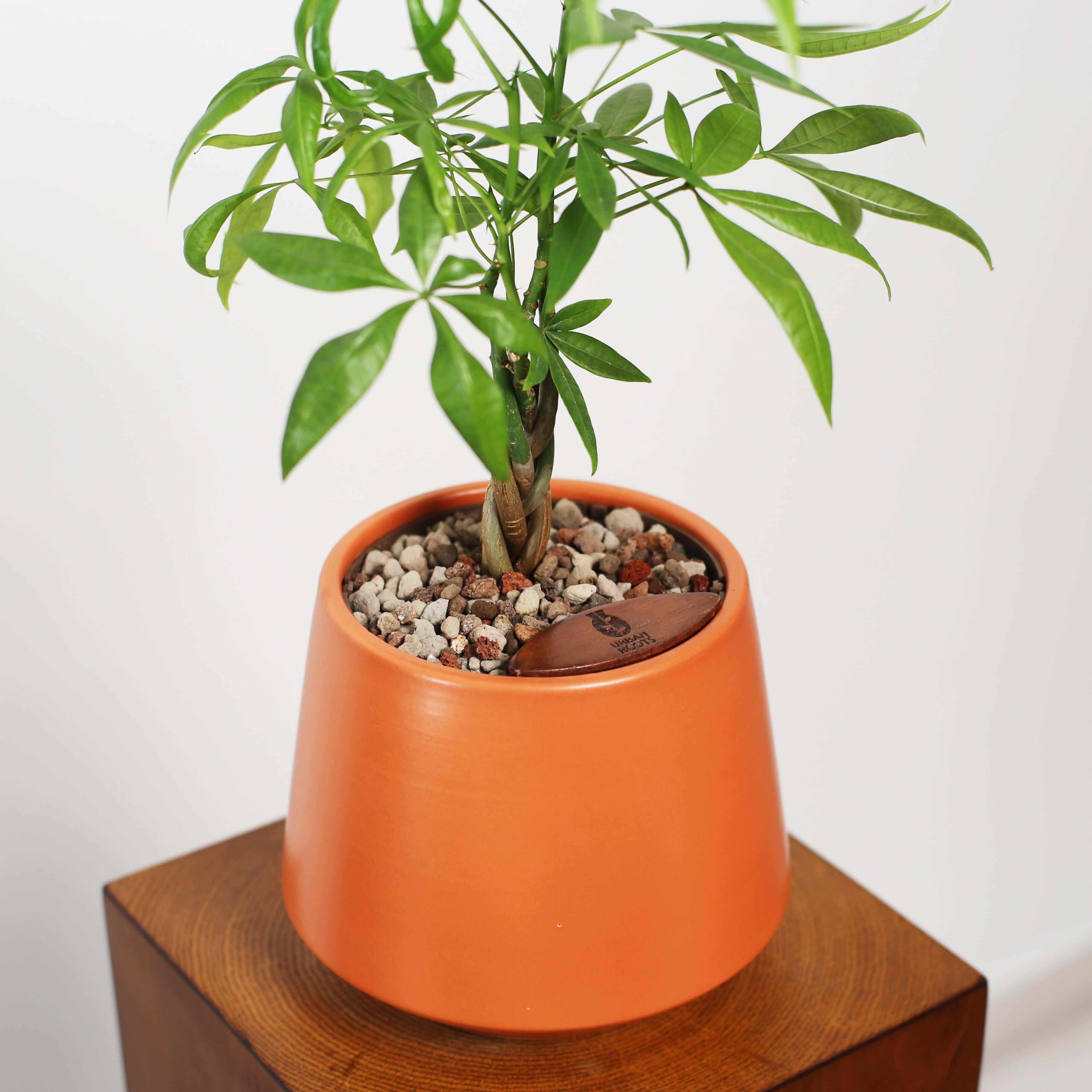 Money Tree in Toto pot (Pachira Aquatica)