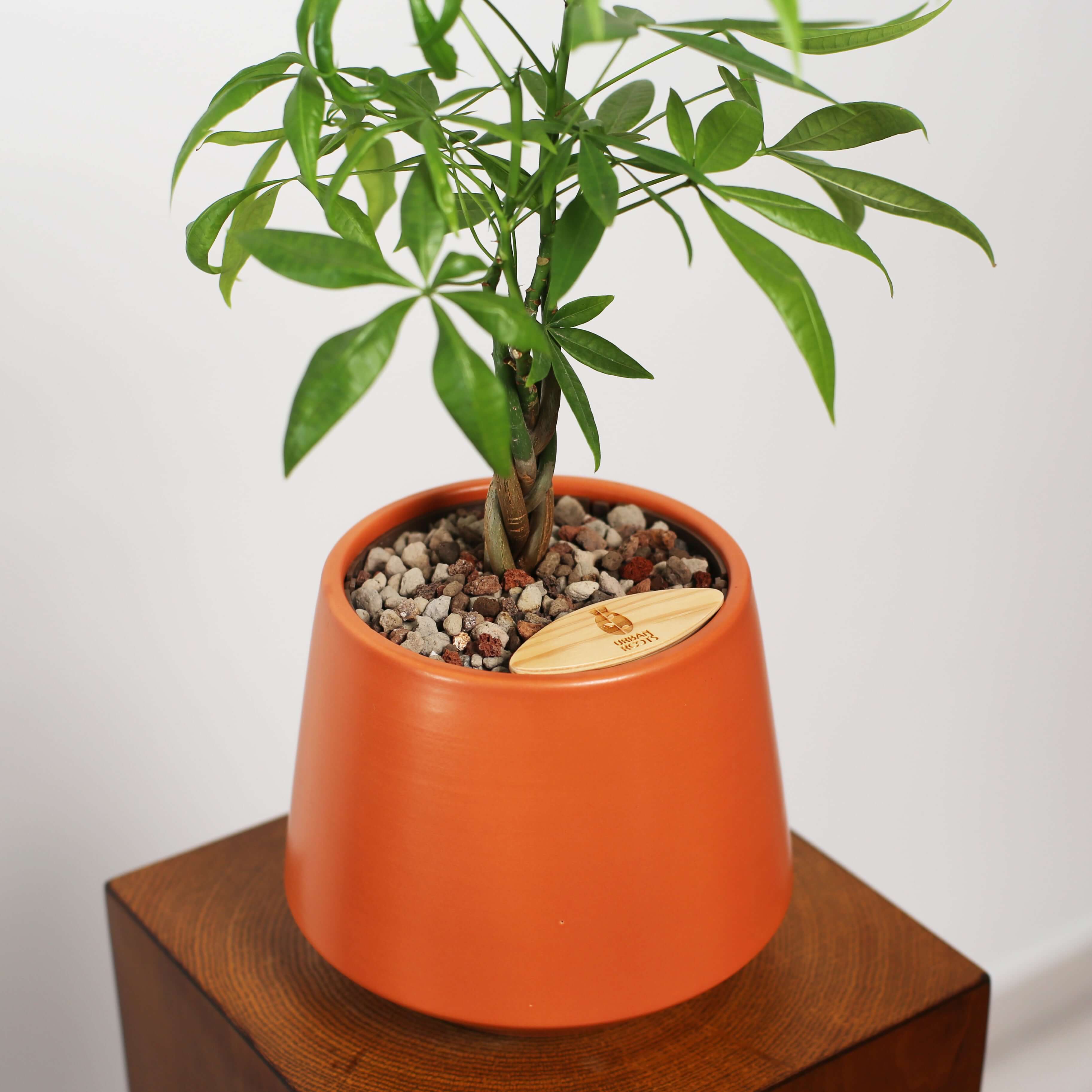 Money Tree in Toto pot (Pachira Aquatica)