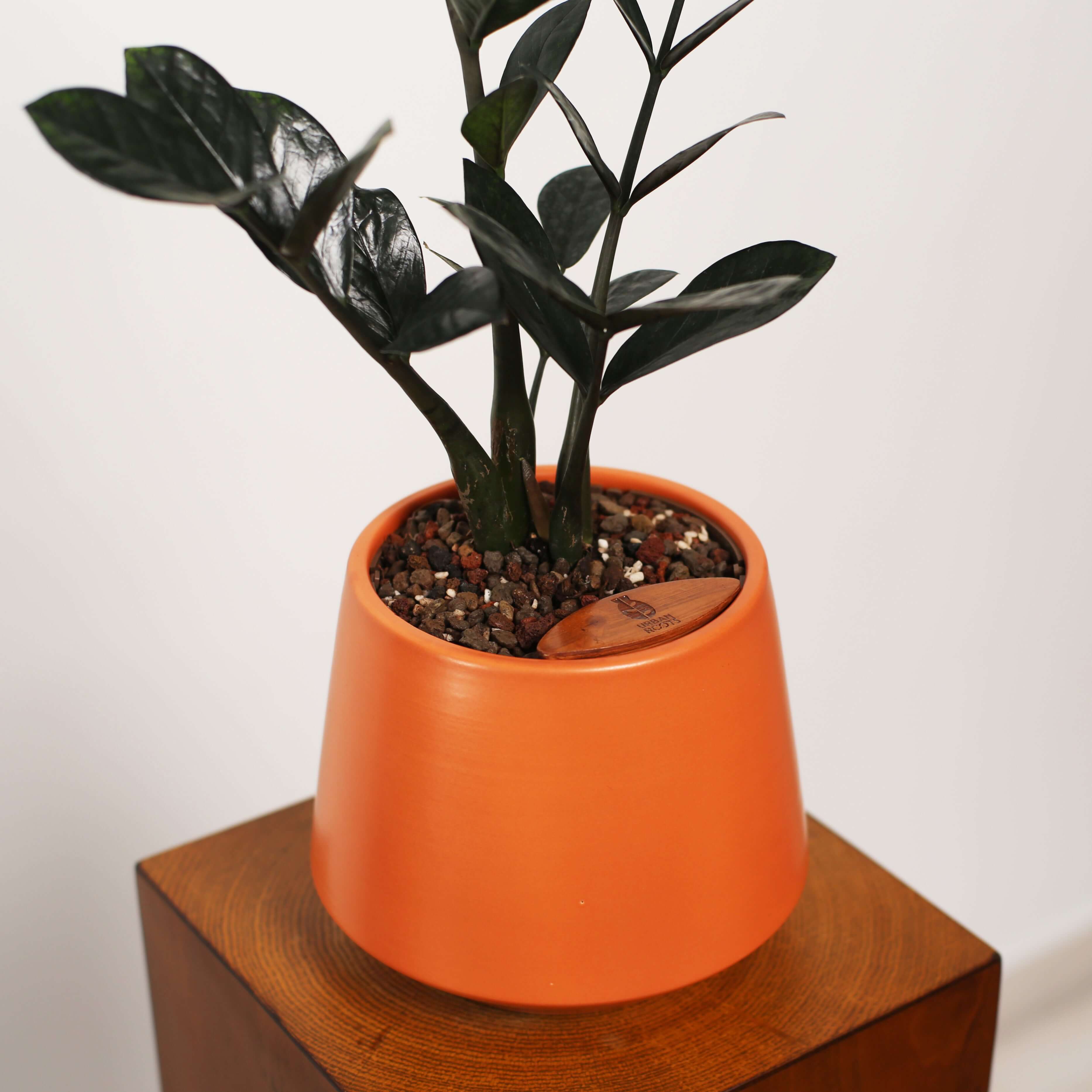 ZZ Plant in Toto pot