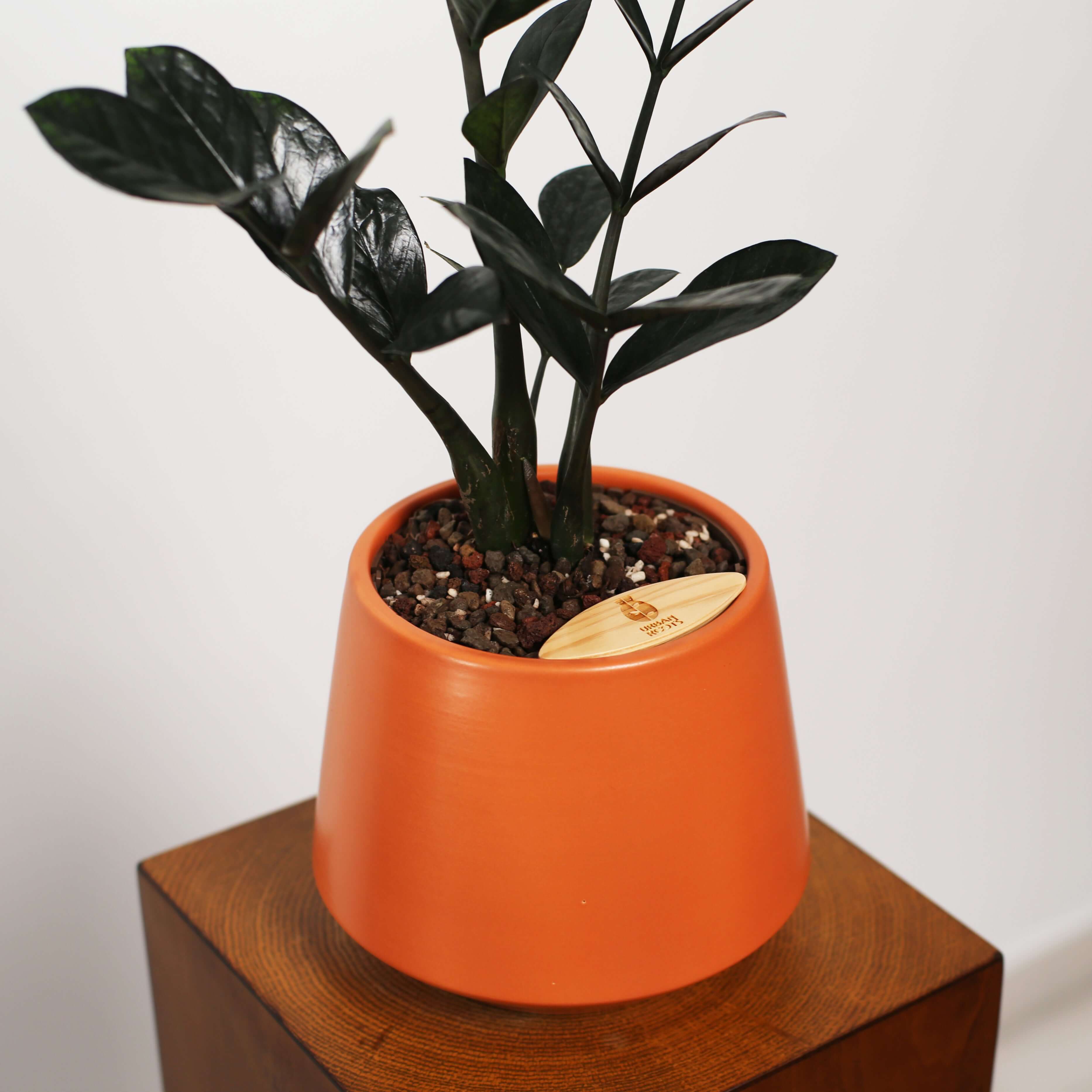 ZZ Plant in Toto pot