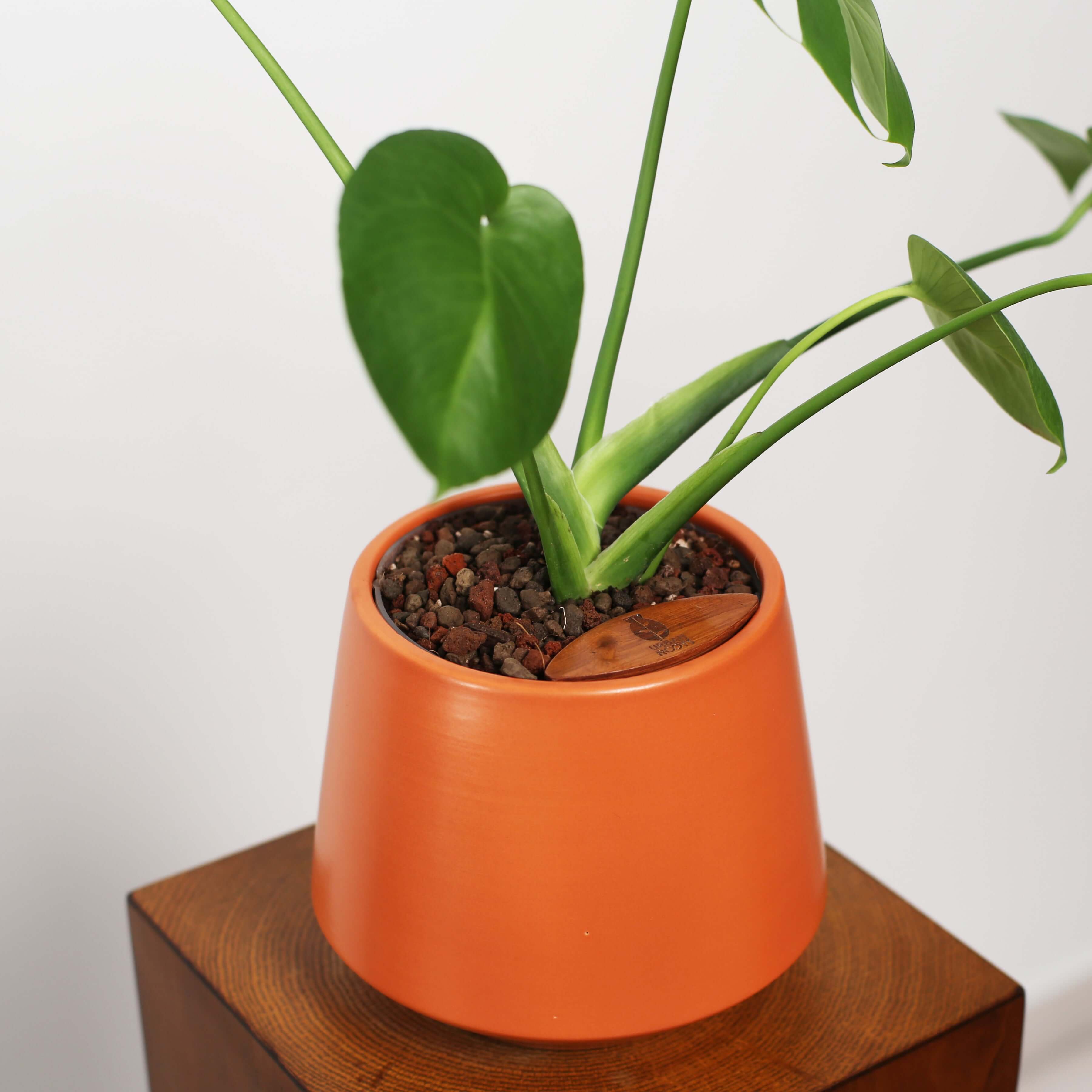 Monstera in Toto pot