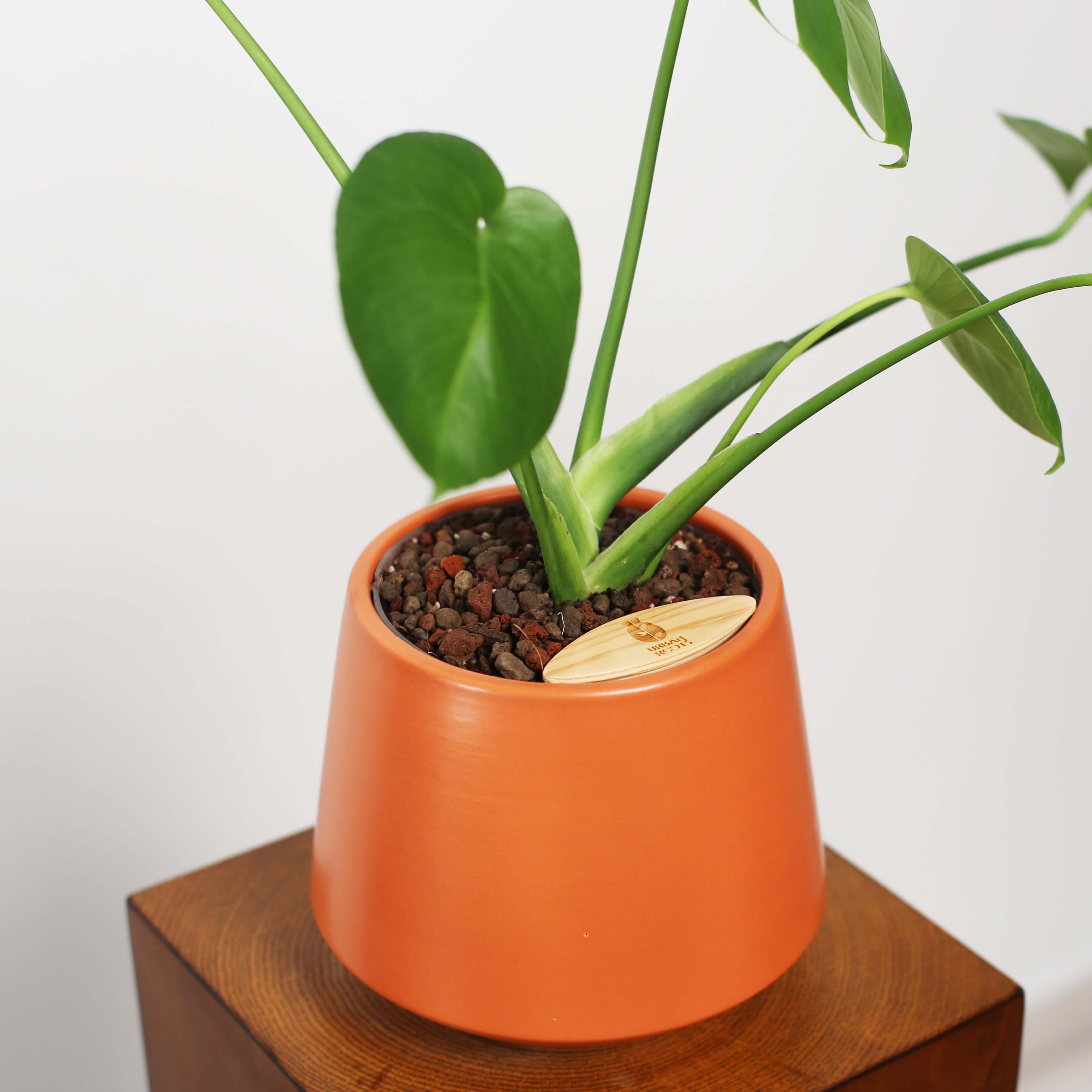 Monstera in Toto pot