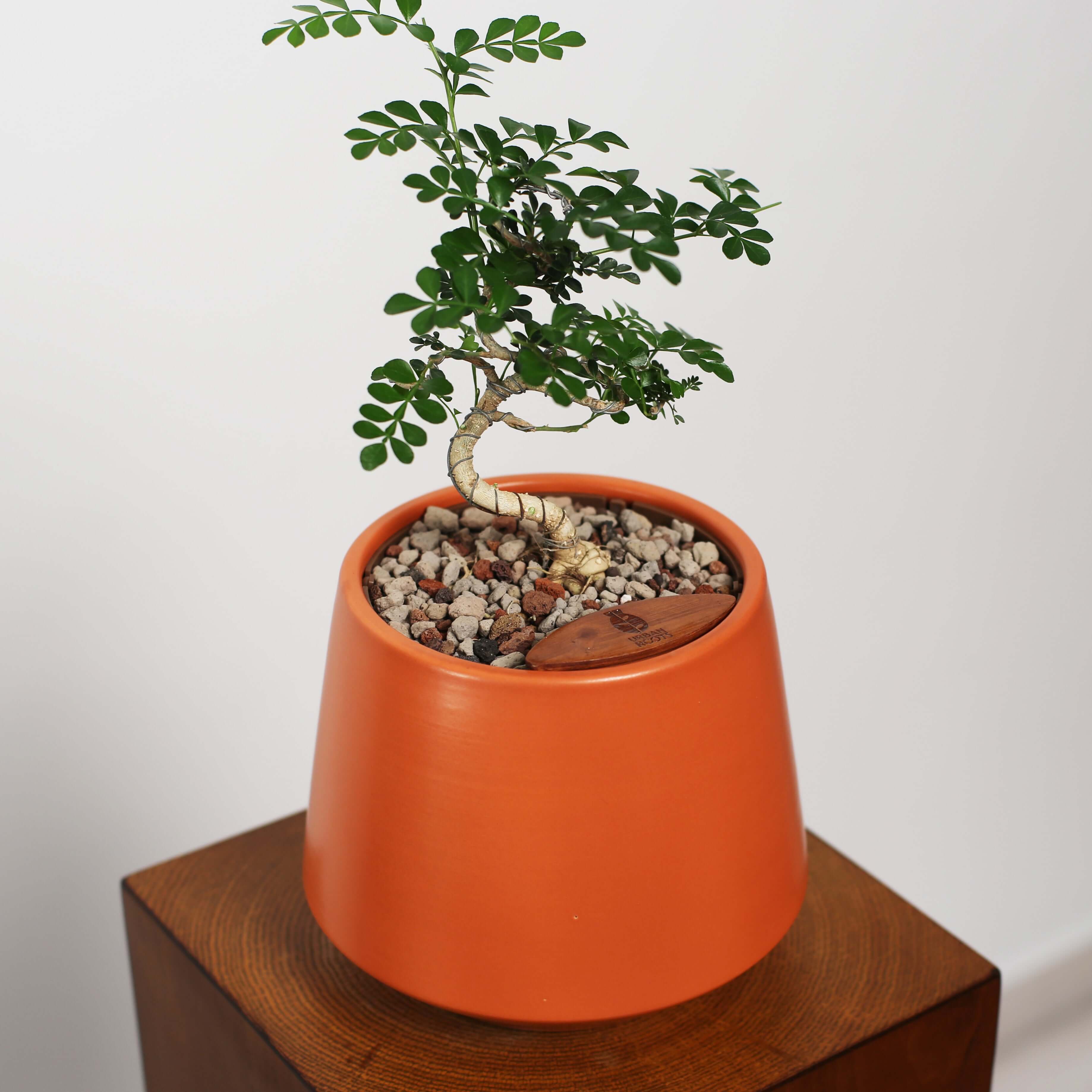 Bonsai in Toto pot (Feroniea Lucida Bonsai)