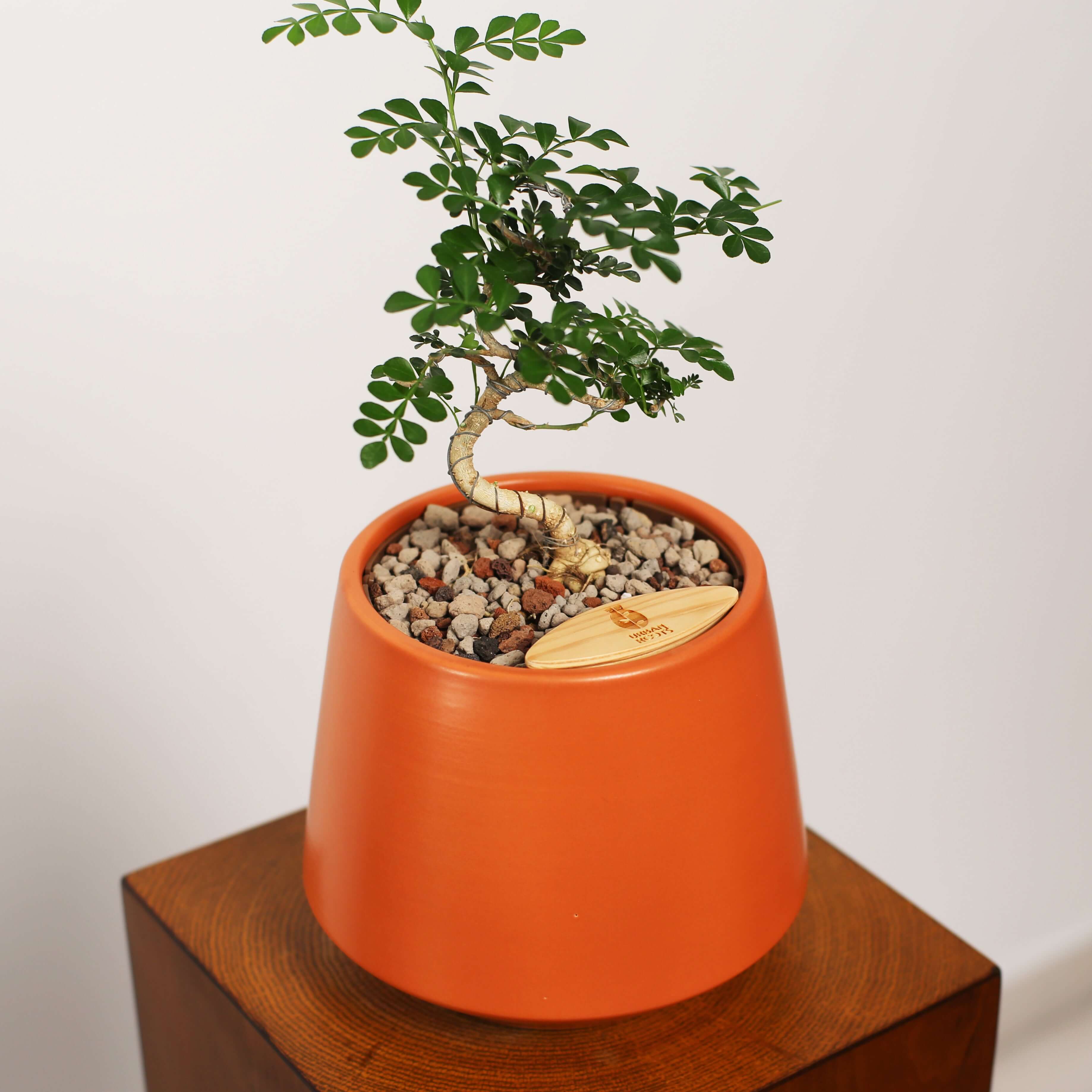 Bonsai in Toto pot (Feroniea Lucida Bonsai)
