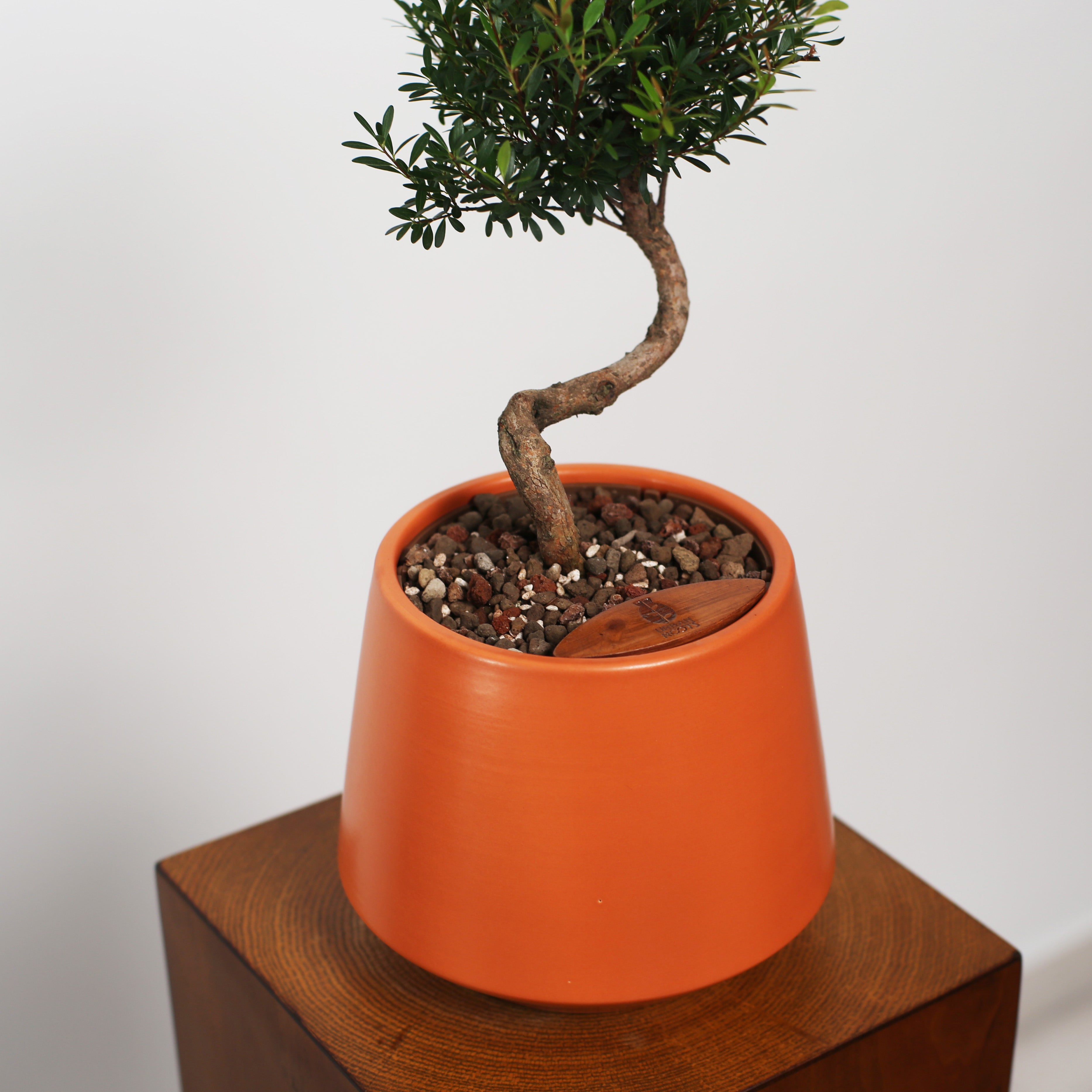 Bonsai in Toto pot (Syzygium buxifolium)